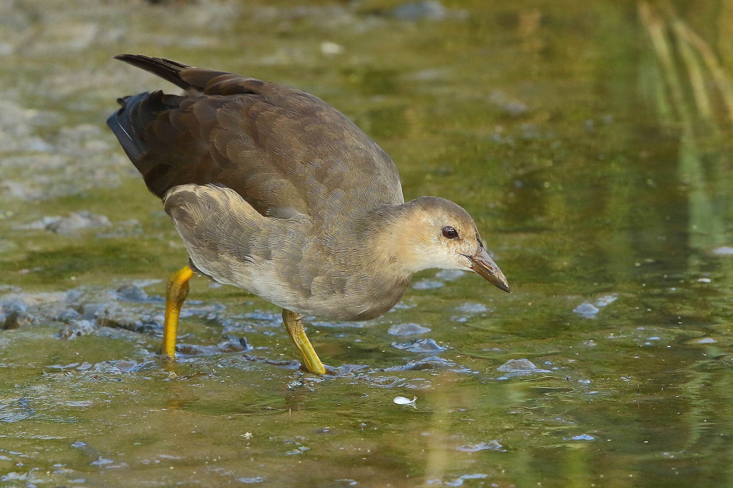 Young water hen...
