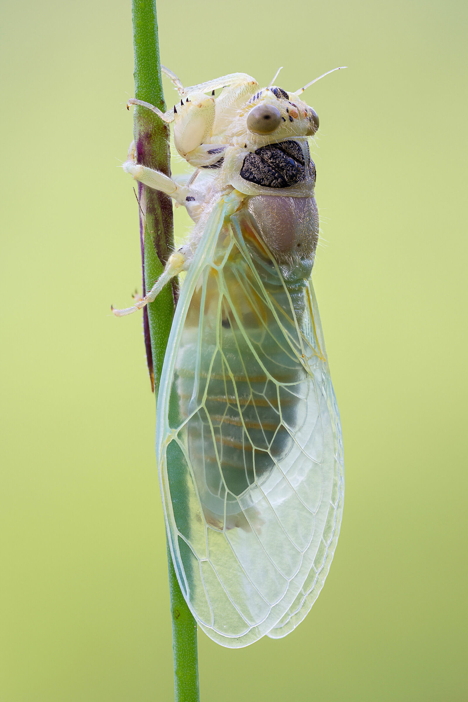 Newly emerged cicada...