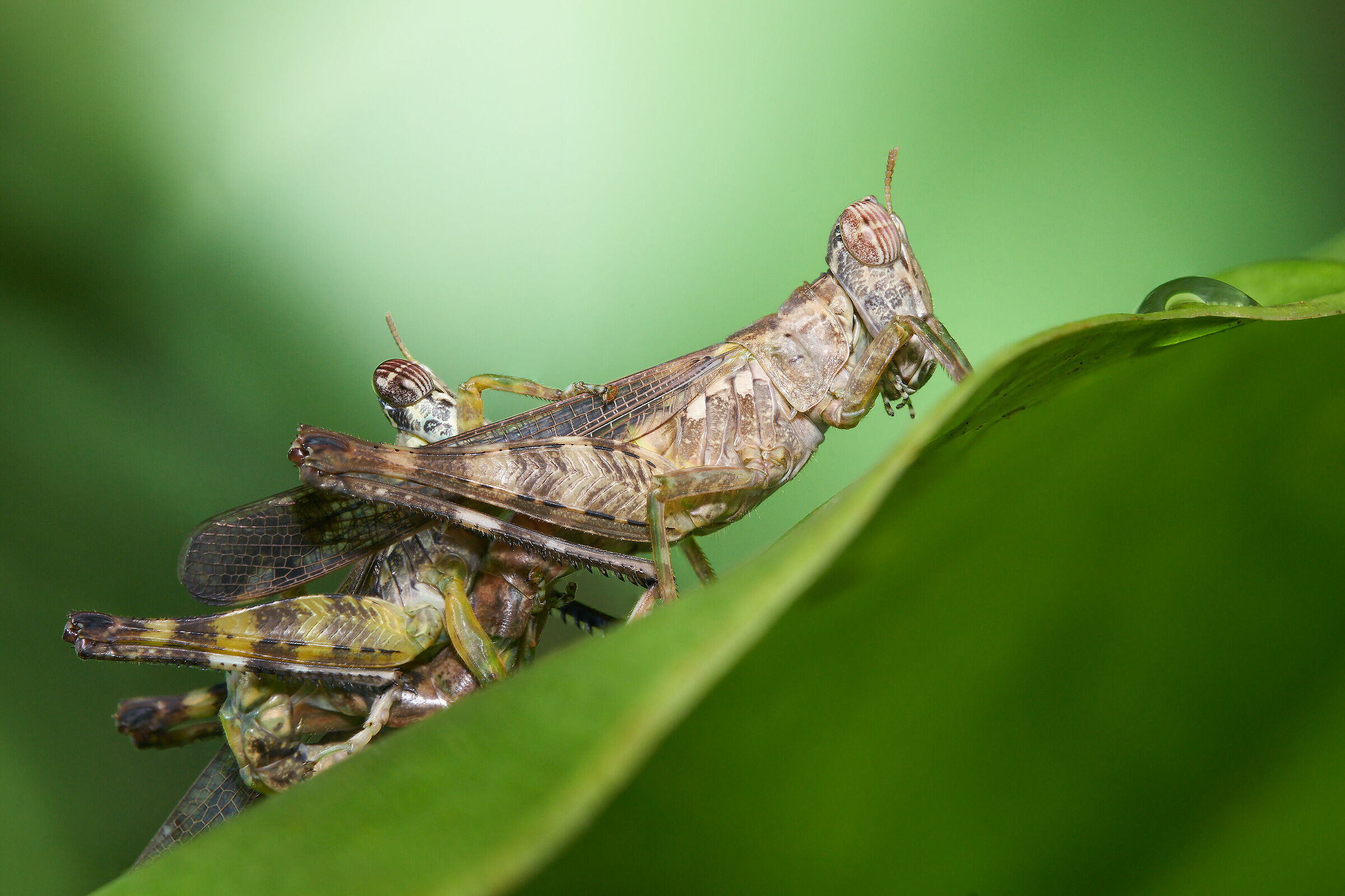 Grasshopper couple...
