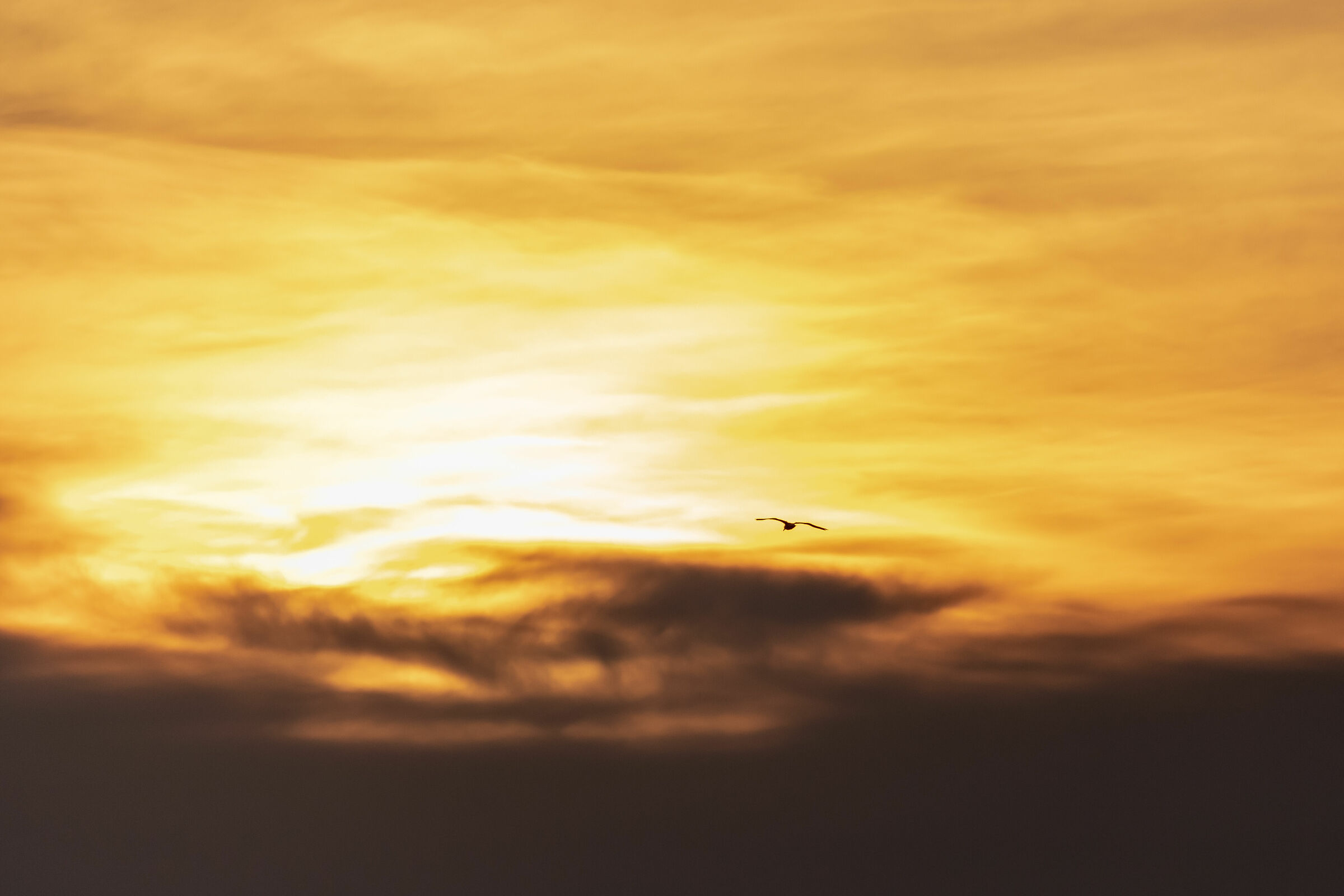 seagull at sunset...
