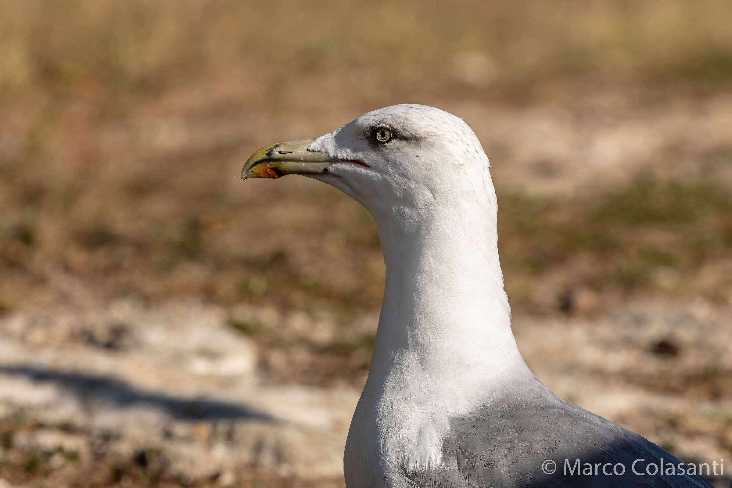 portrait of a seagull...