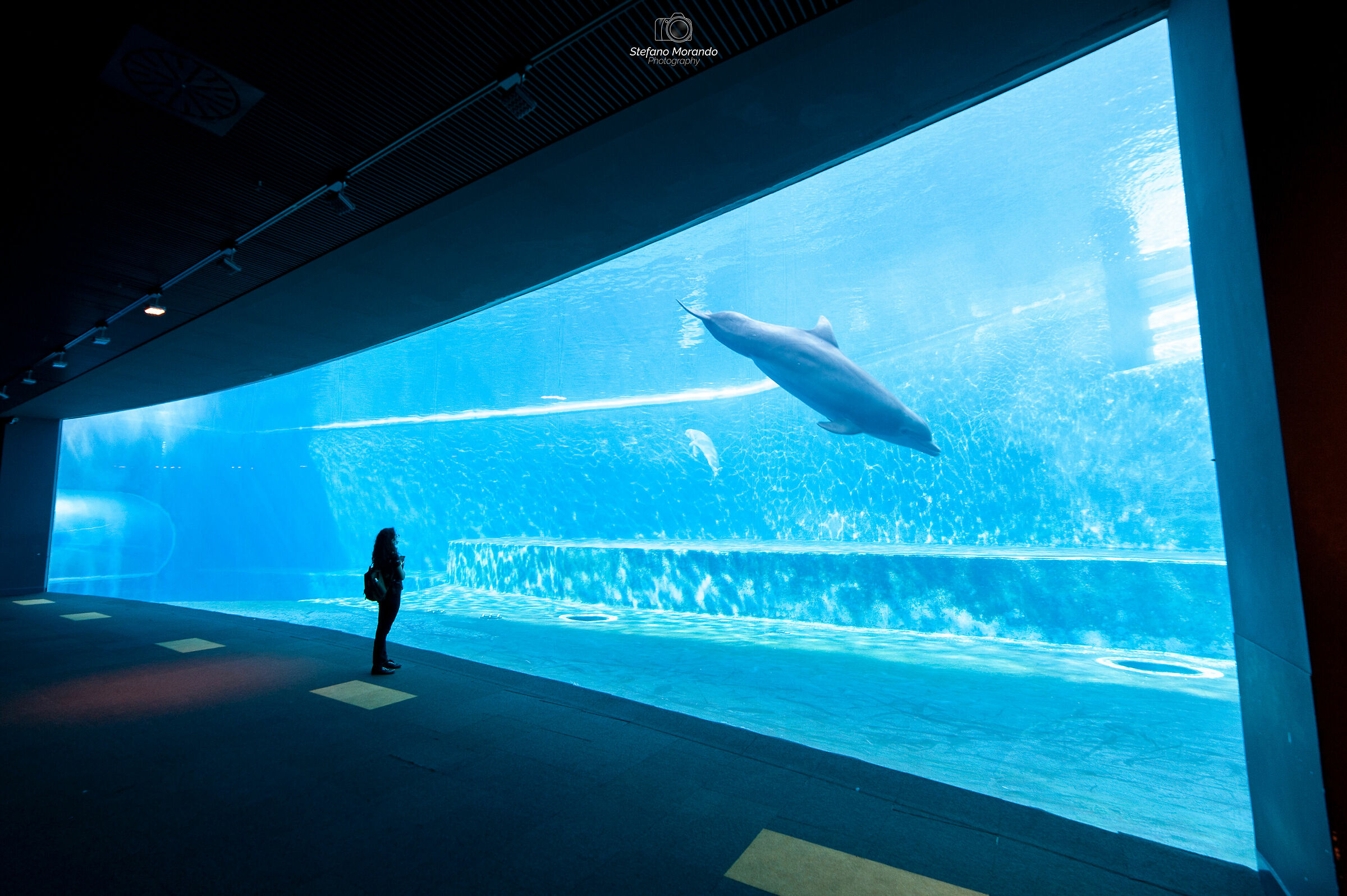Visiting the Genoa Aquarium...