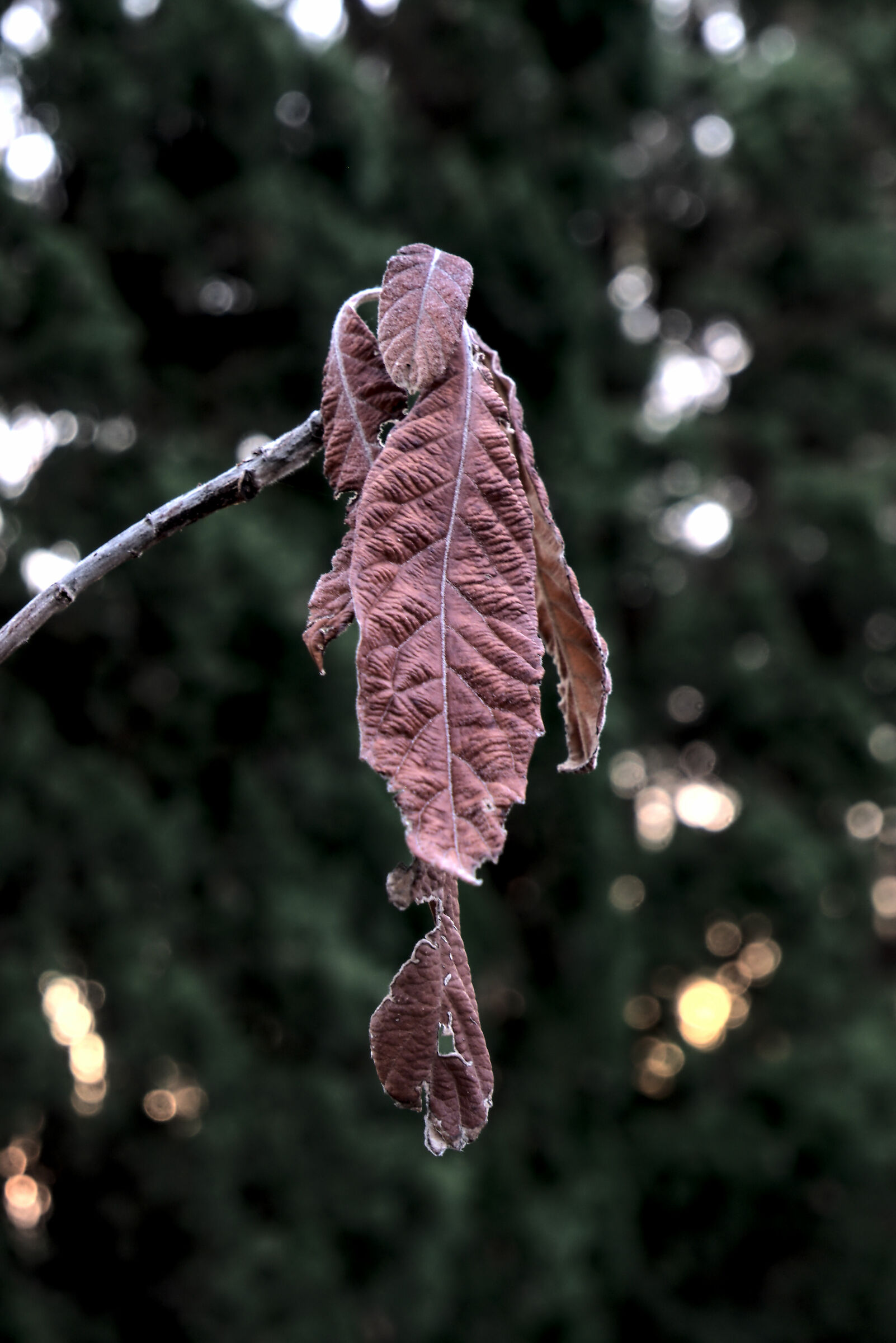 Dried nespolo leaves...