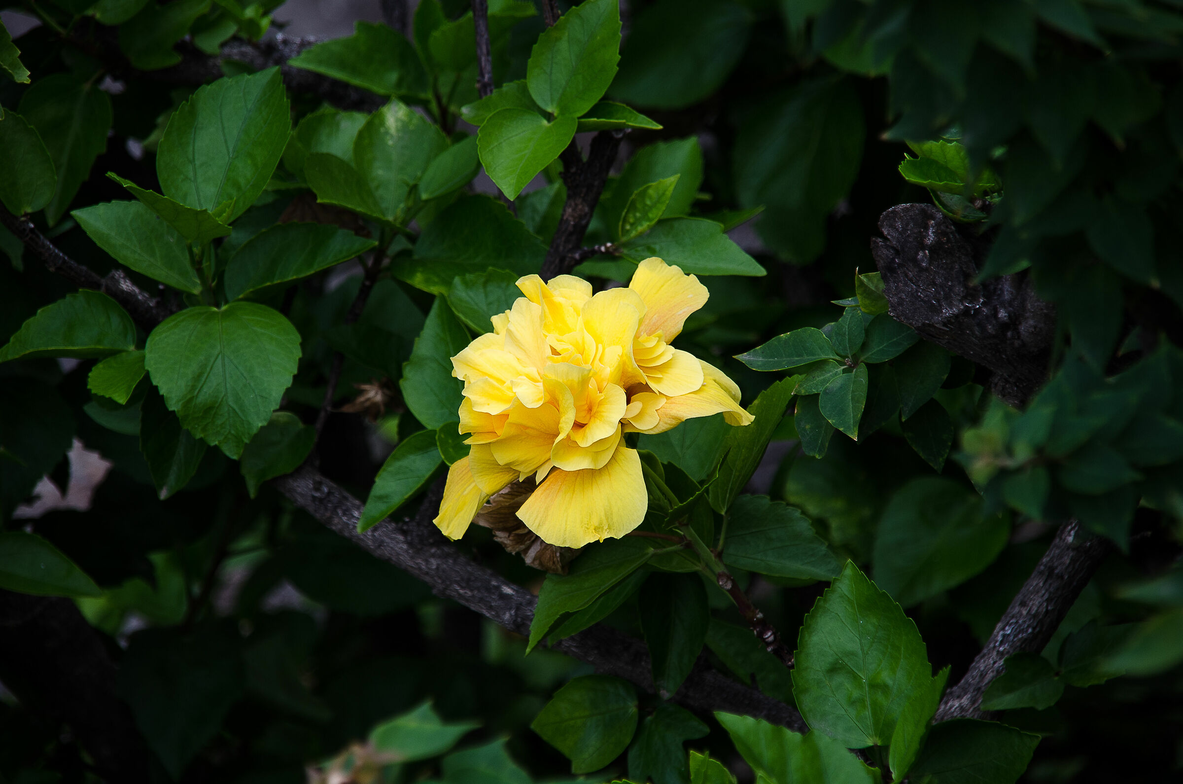 Memories of Sardinia Yellow Rose ...
