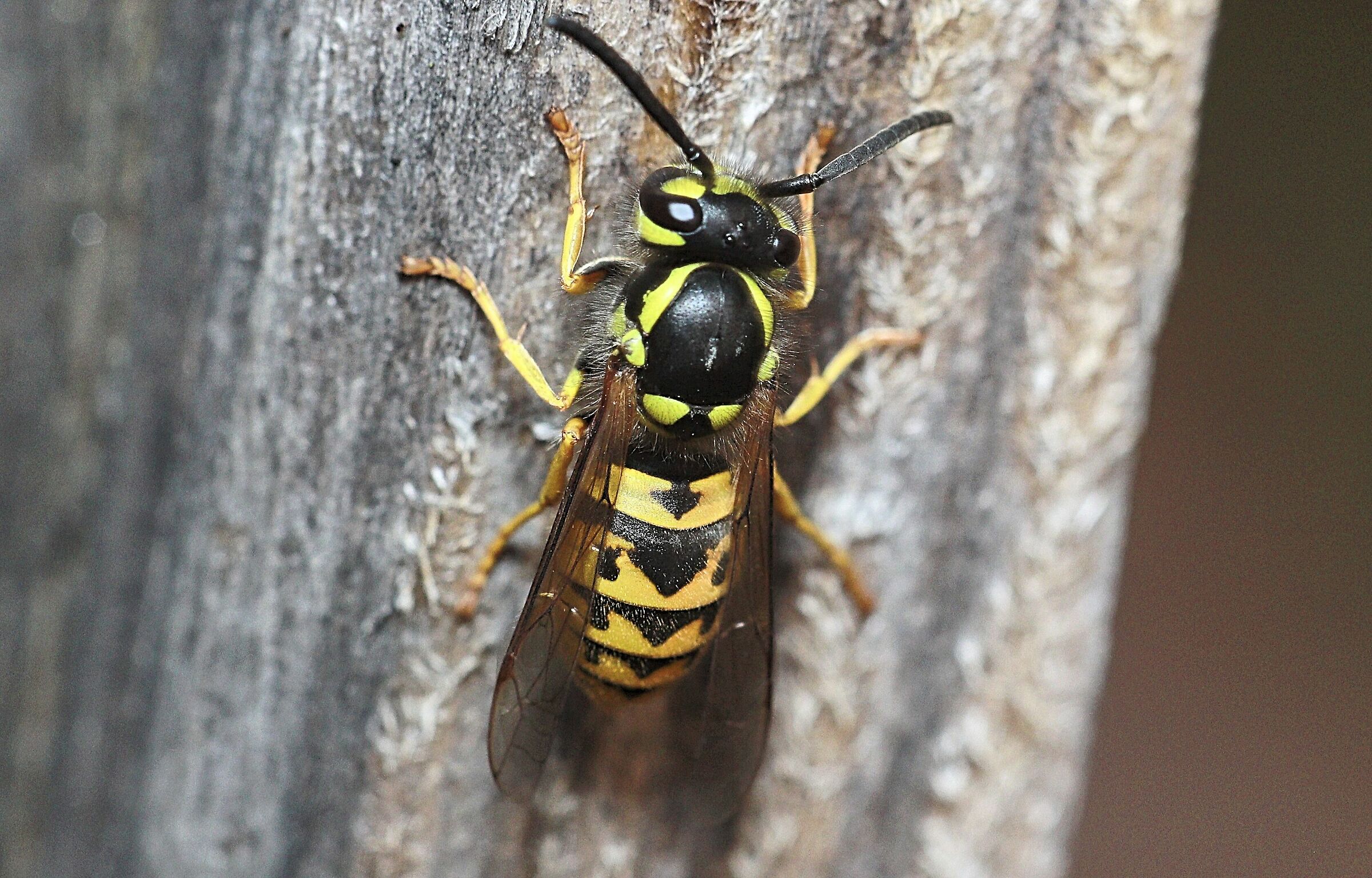 wasp on wood table in the garden 9/19/2020 ...