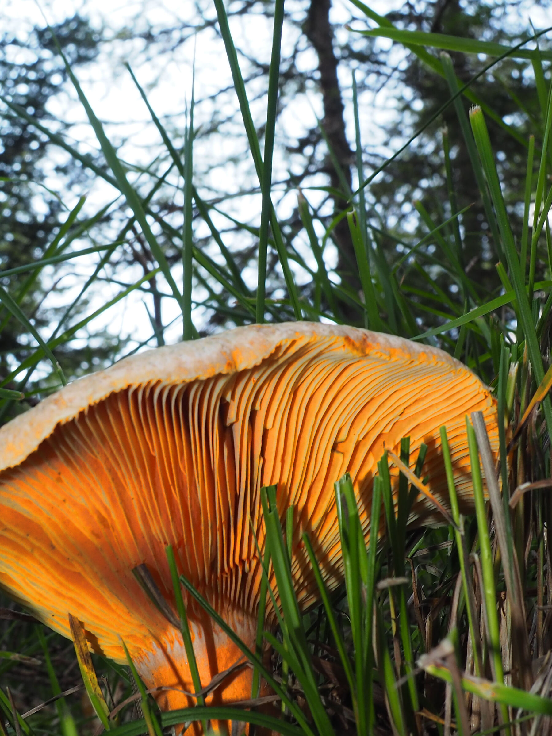 Mushroom in Val Ferret...