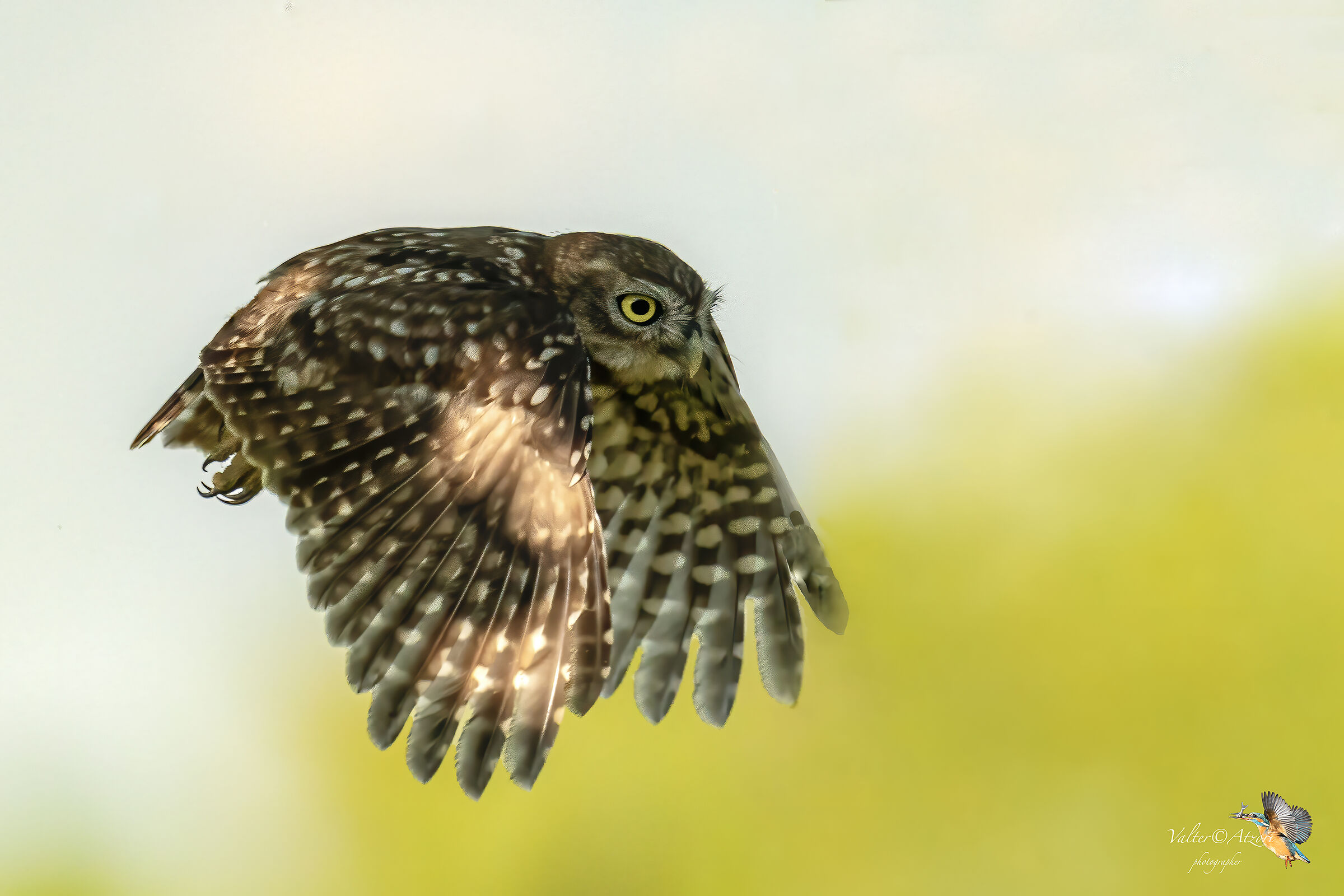 Owl in flight...