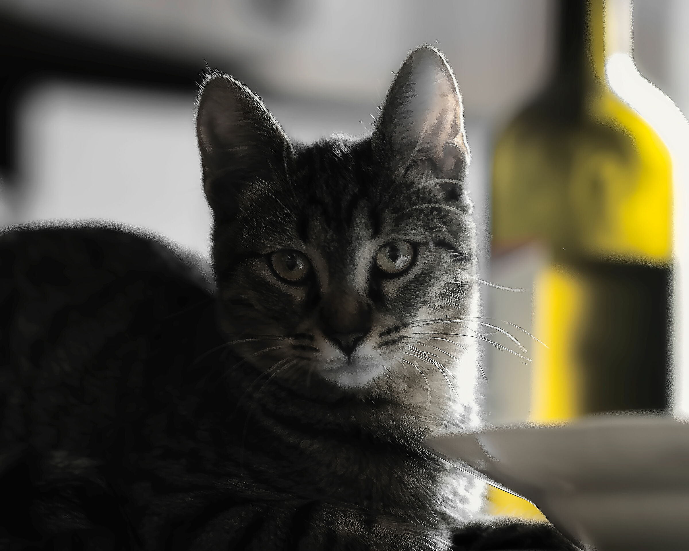 a wine-cat...