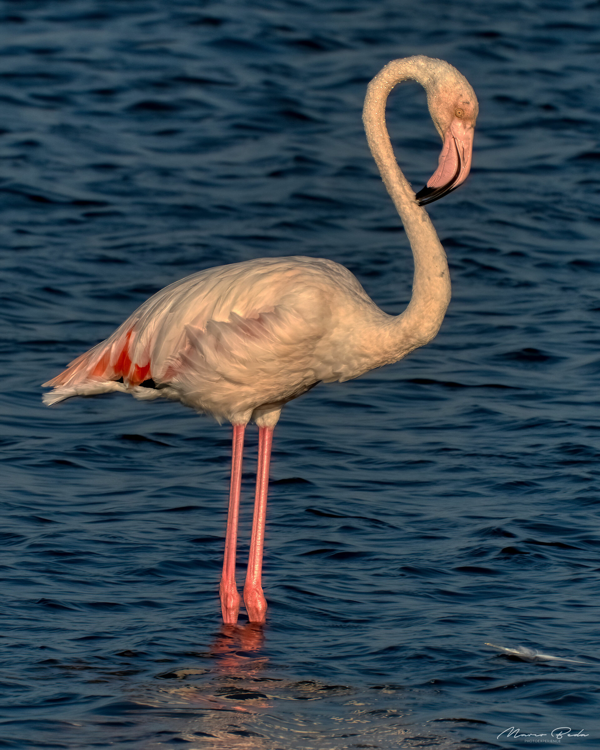 flamingo at albarella...