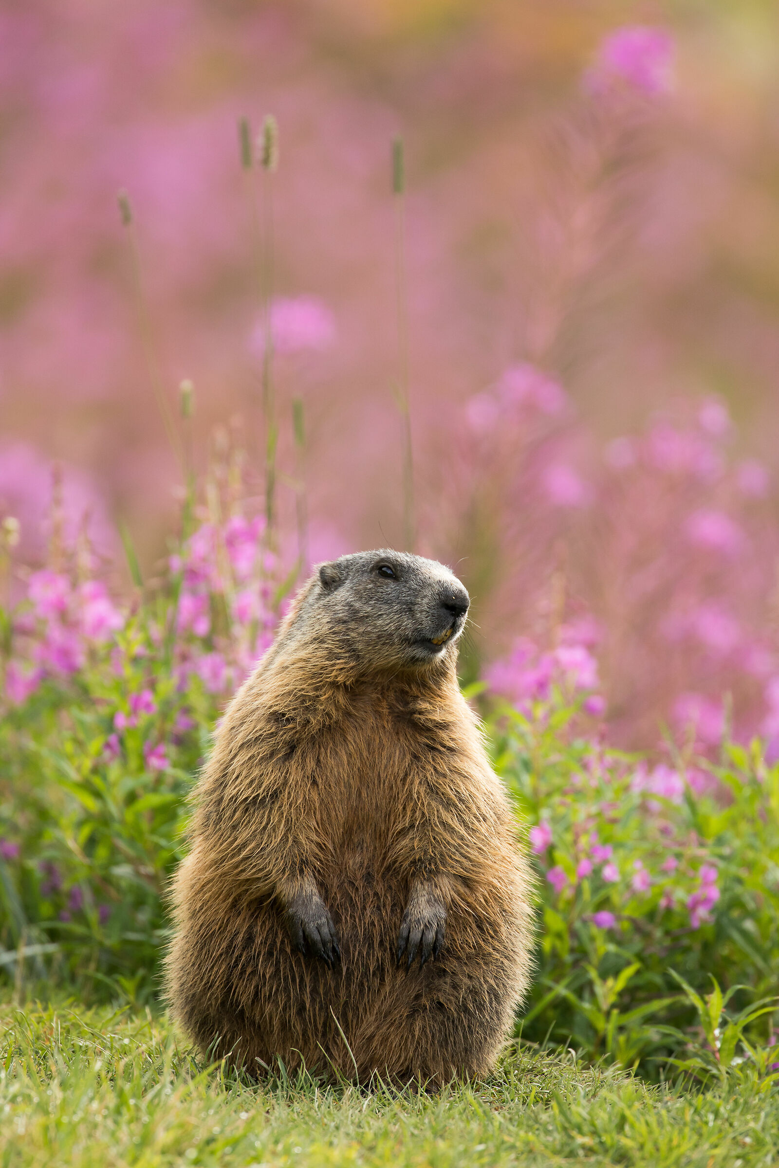 "Little" marmot...
