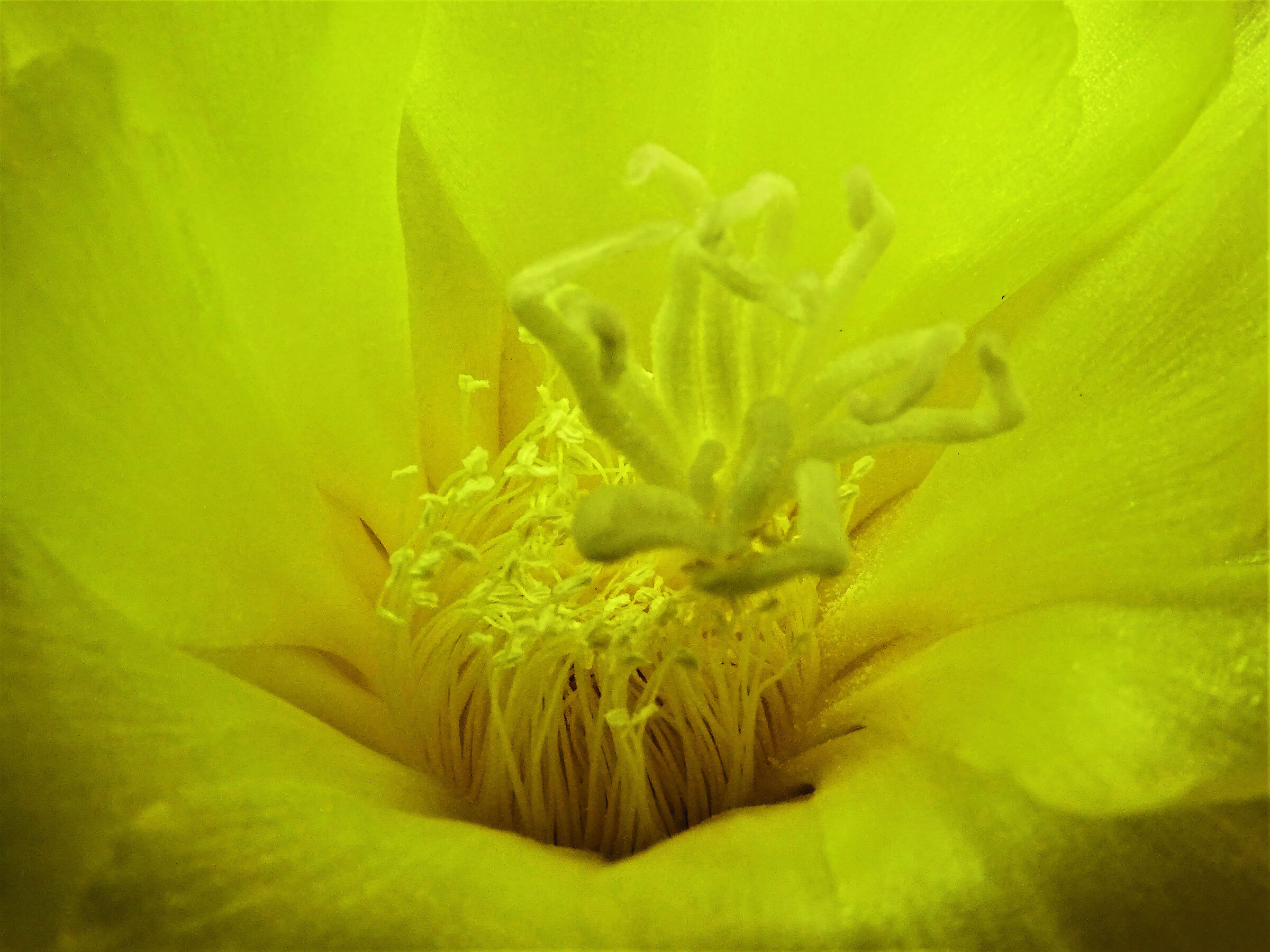 Inside a cactus flower...