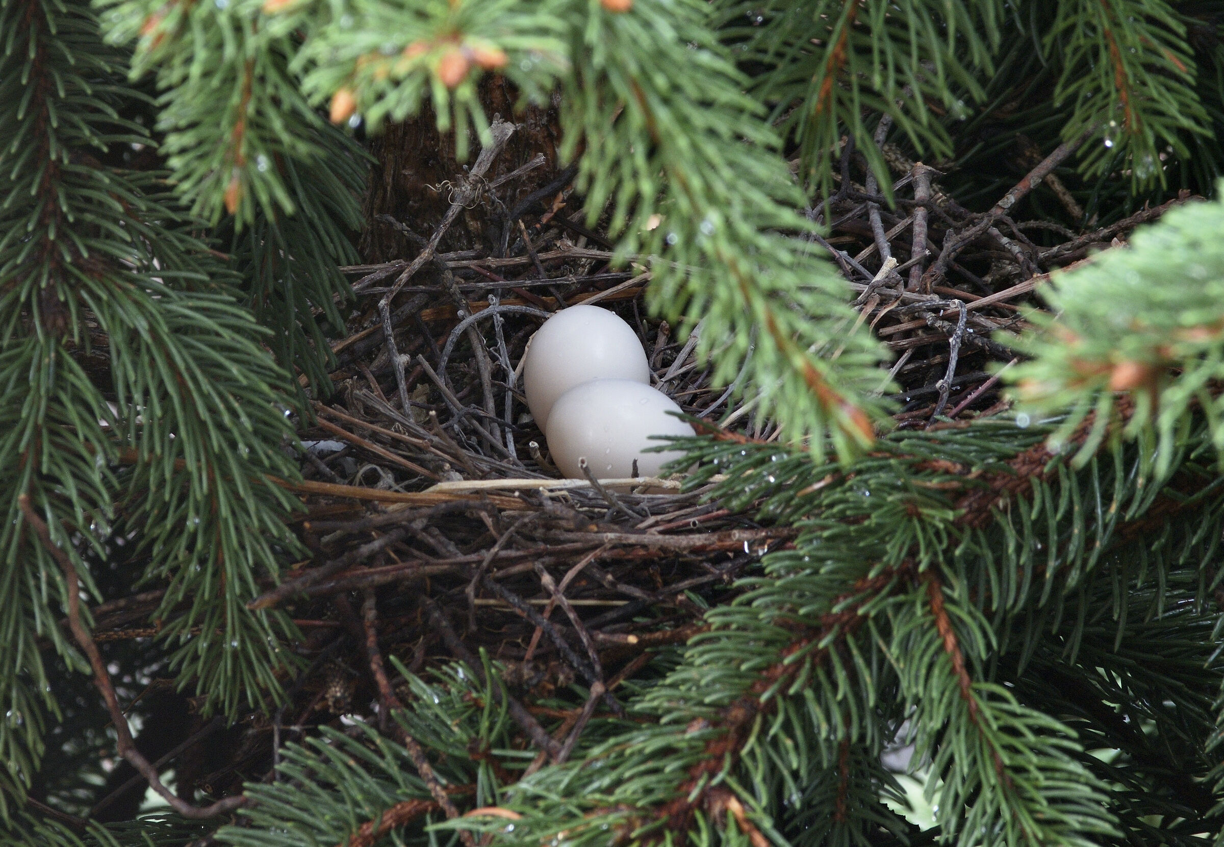 Nest in the fir...