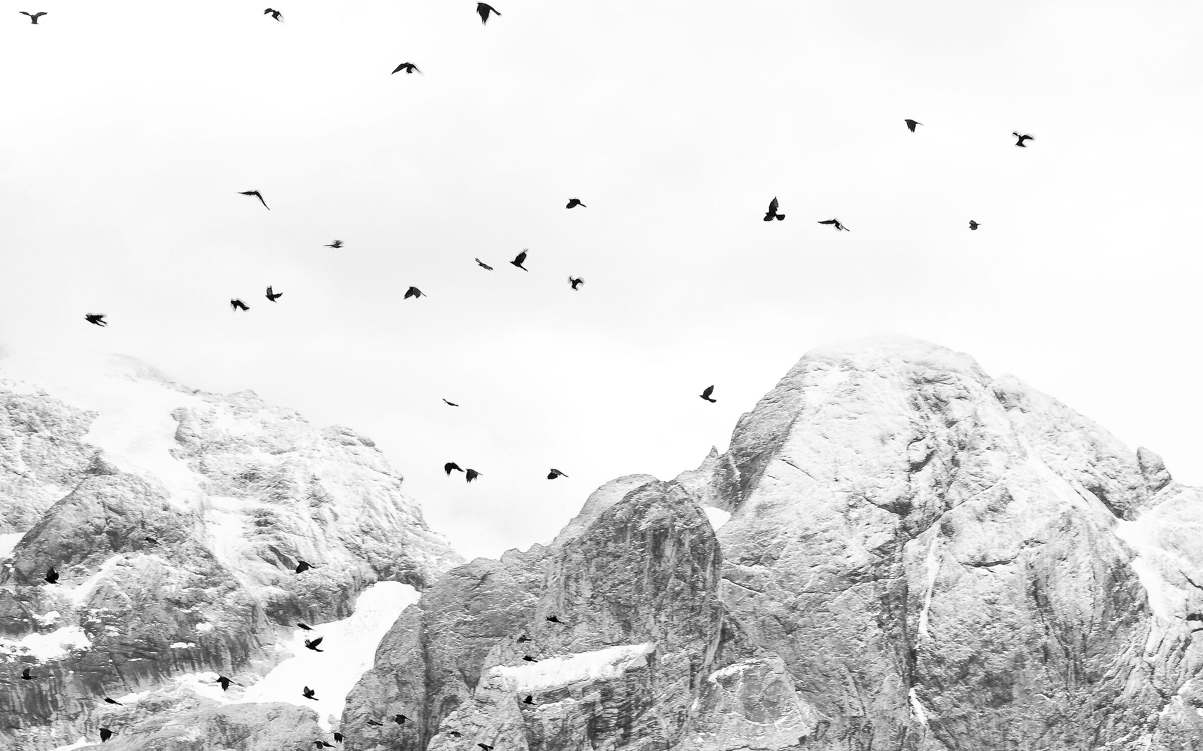 Dolomites - Alpine gracchi in flight on Marmolada...