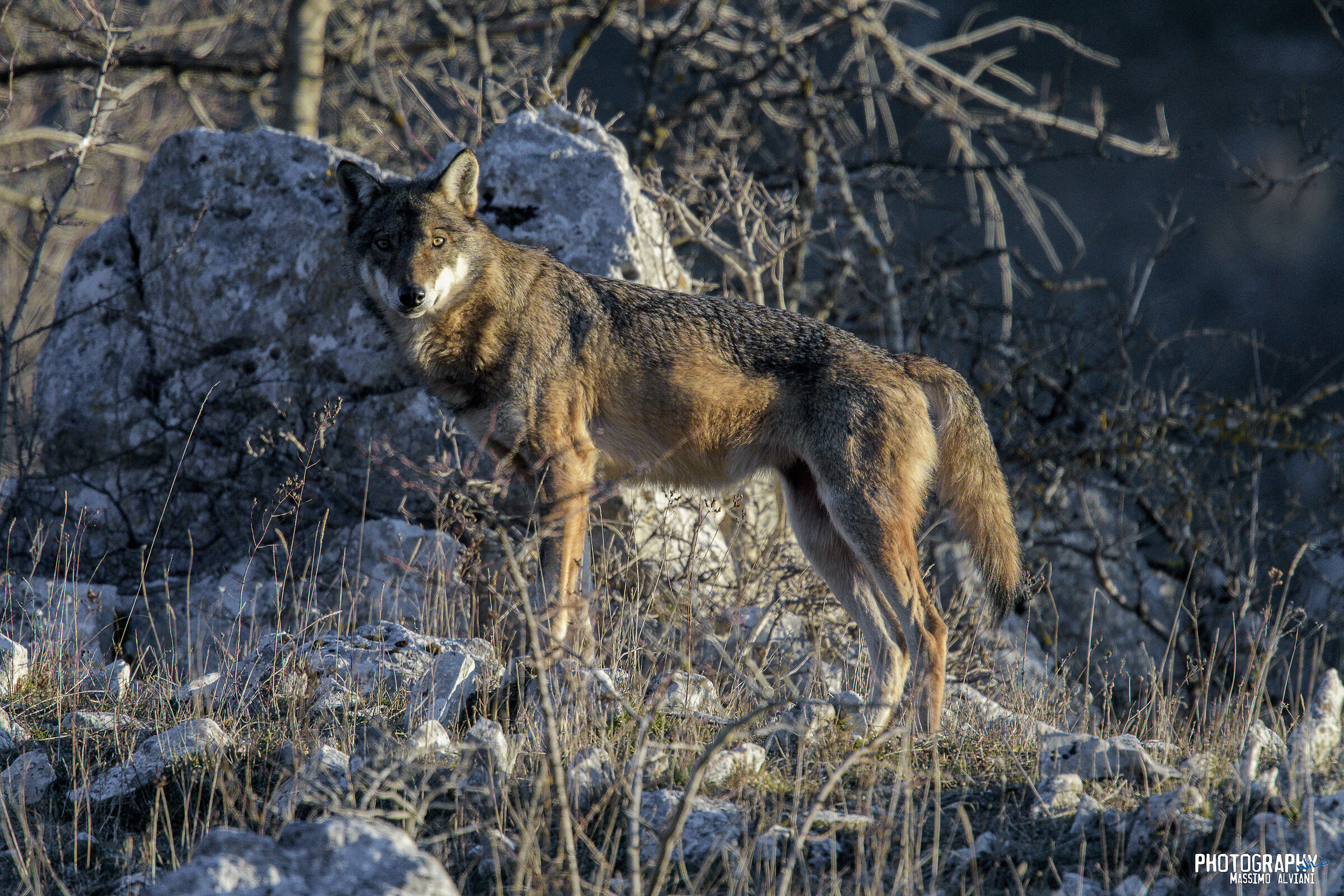 Apennine grey wolf - Canis lupus italicus...