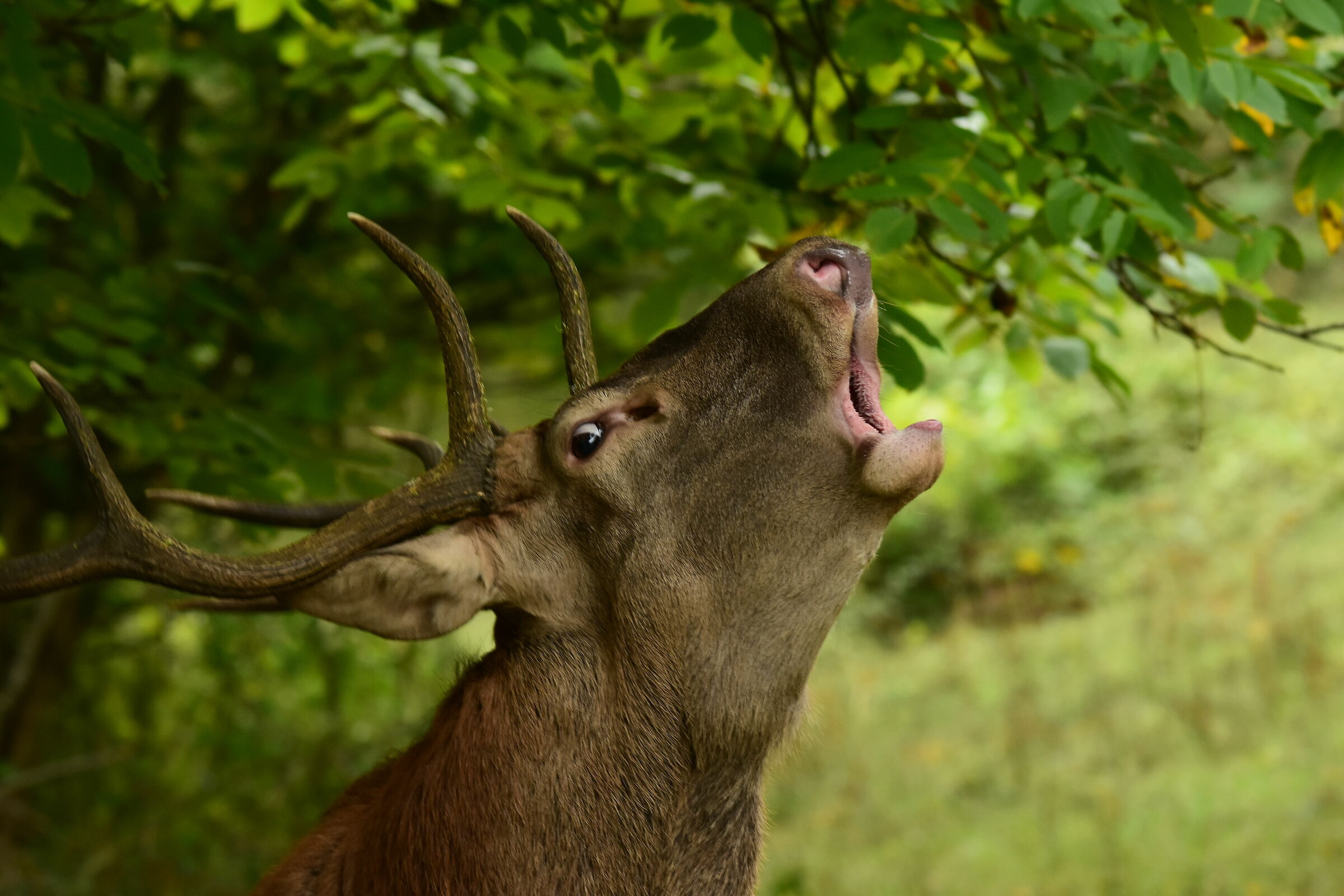 Close-up of the deer craving...