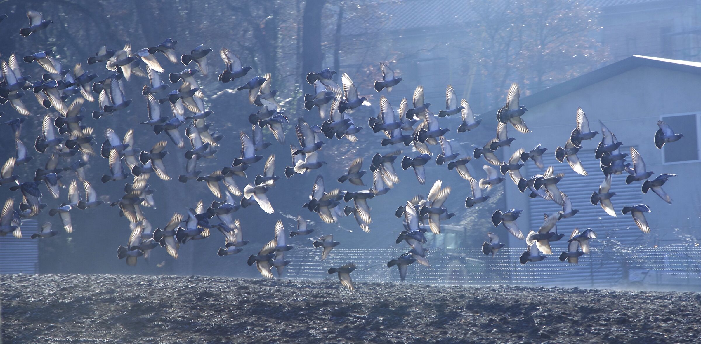 Flight of Doves...