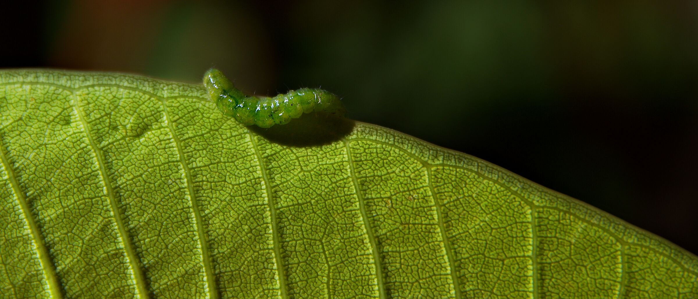 The plot of the caterpillar...