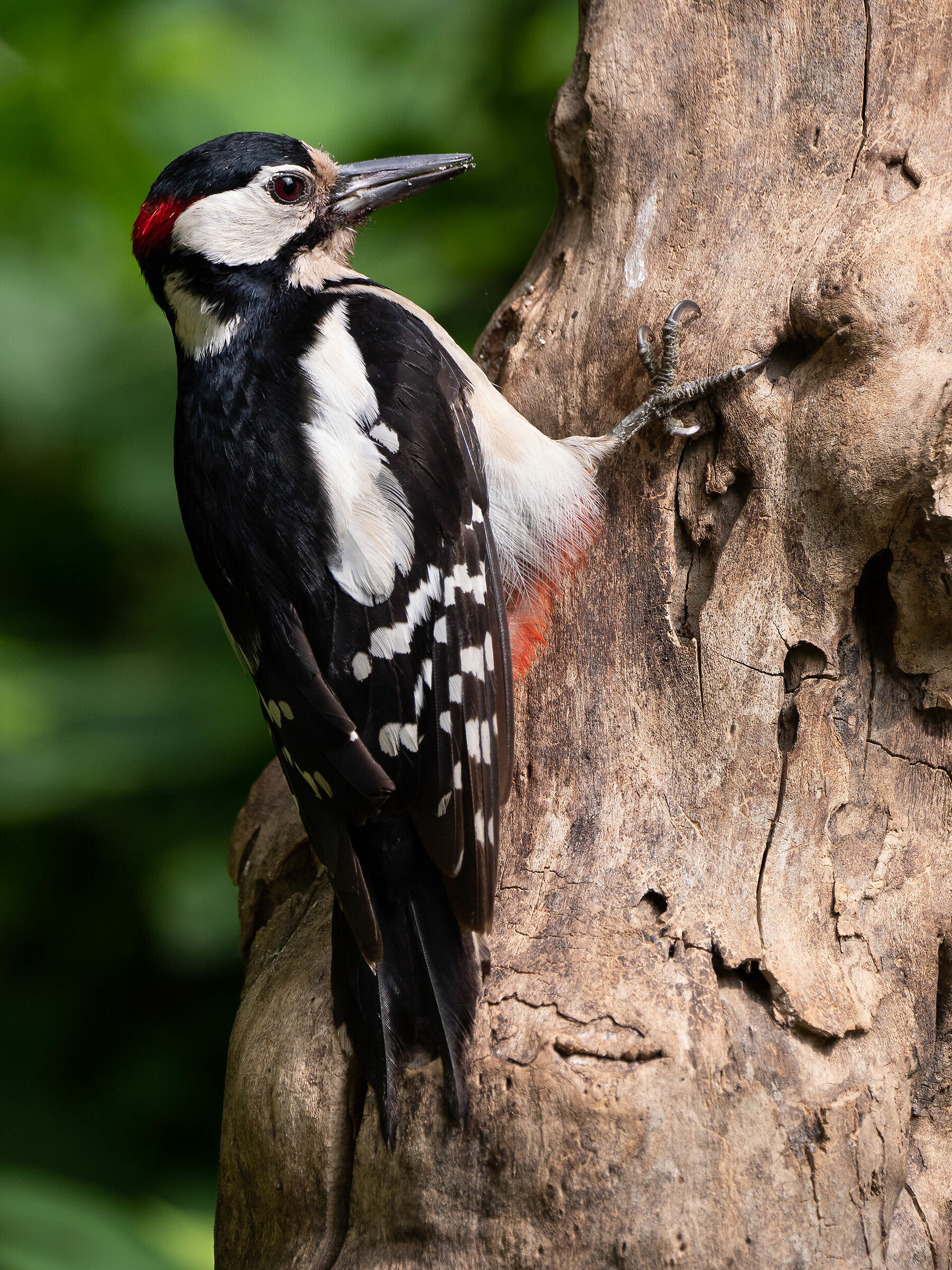 Male Red Woodpecker....