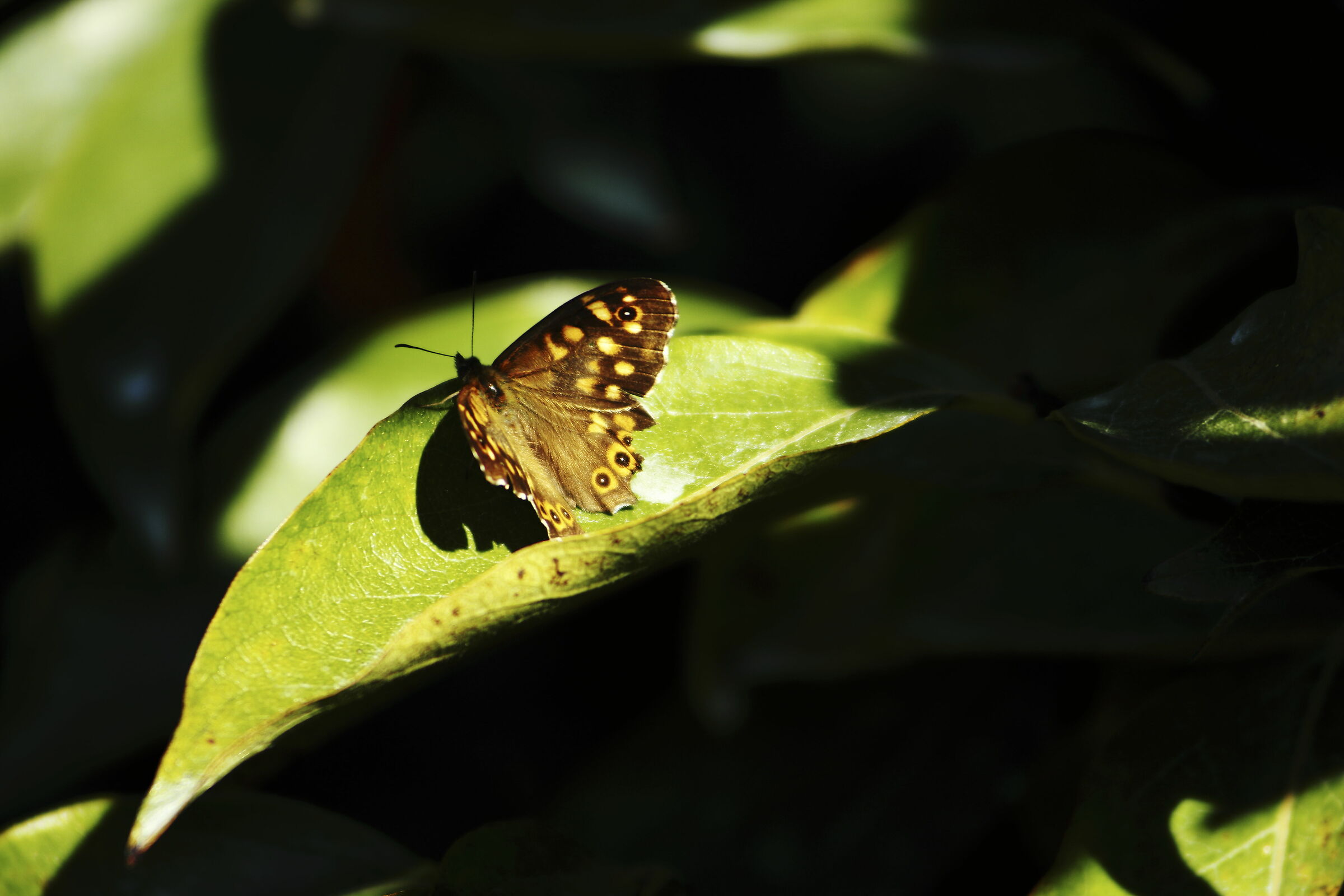 Butterfly under the sunbeam...