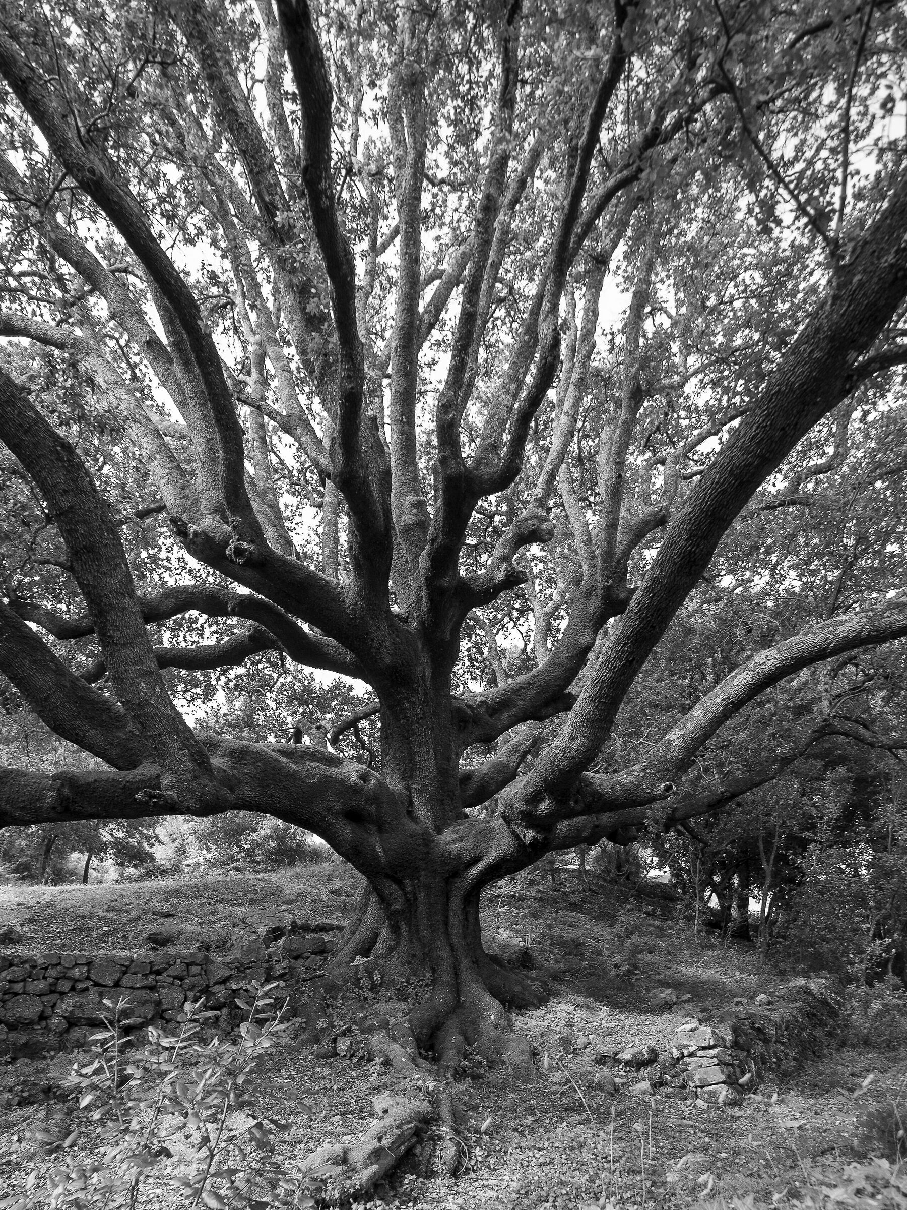 Helm Oak, New York...