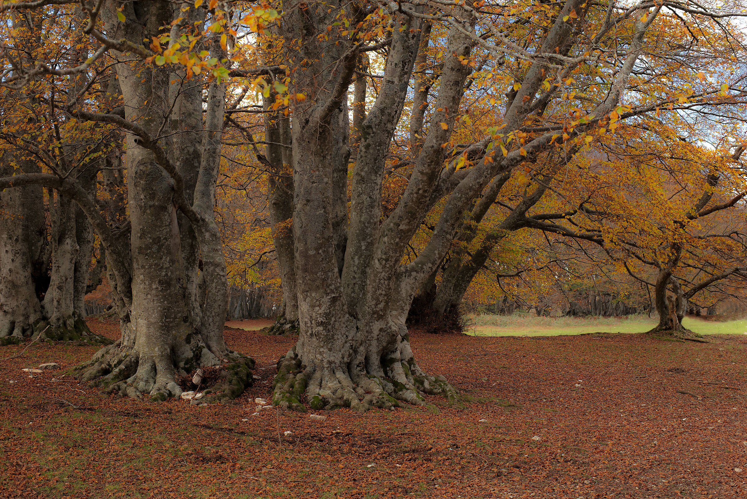 foresta di Canfaito, incanto d'autunno...