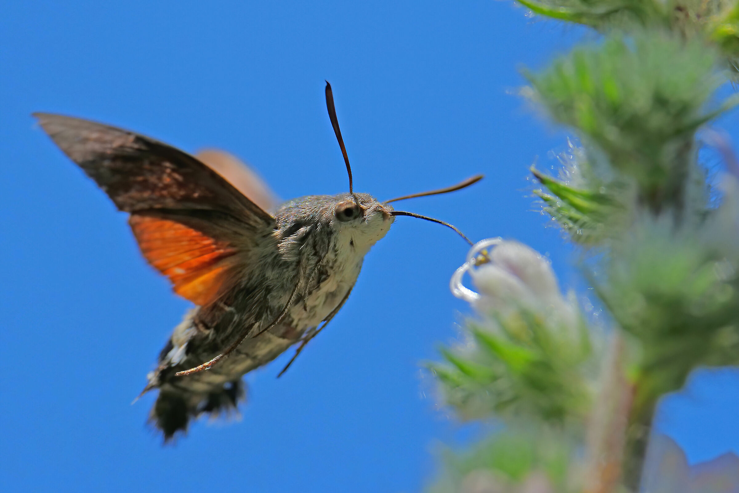 Six-legged hummingbird...