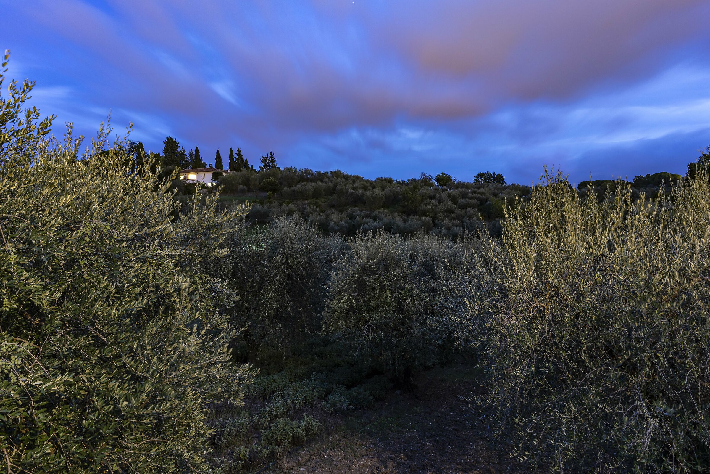 At night, olive trees in the background...