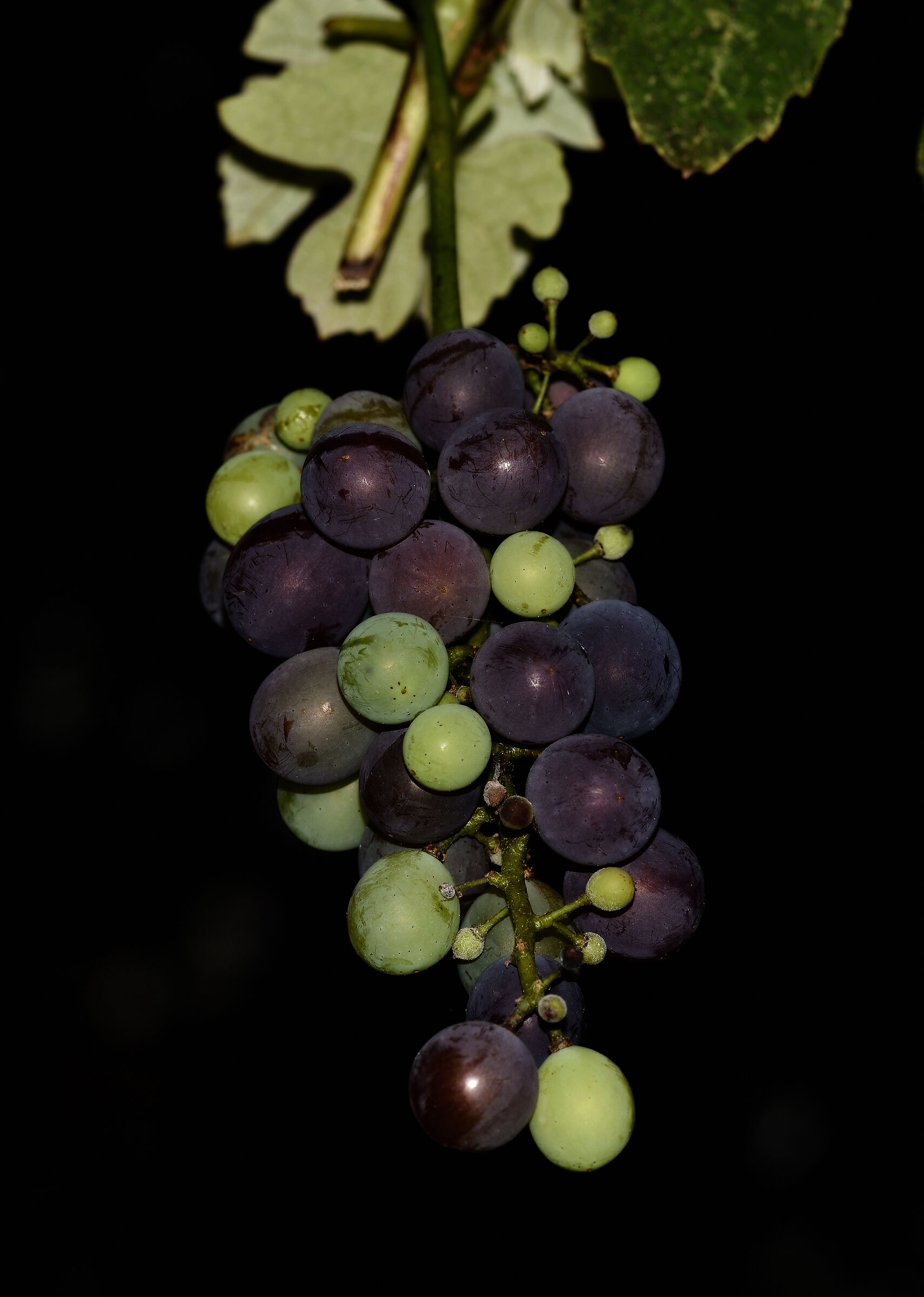 L'ultimo grappolo di uva fragola...