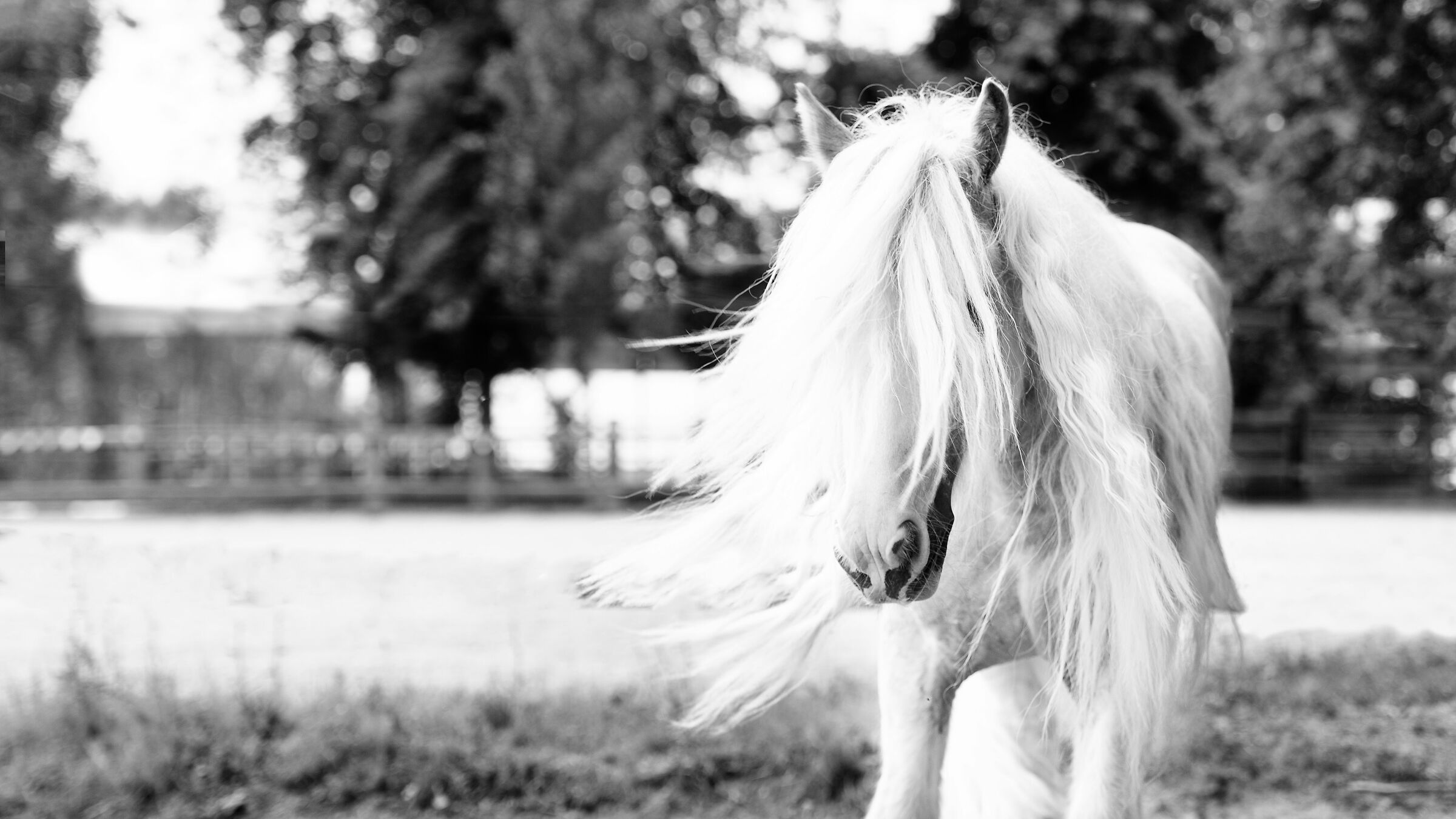 Portrait Horse, New1001...
