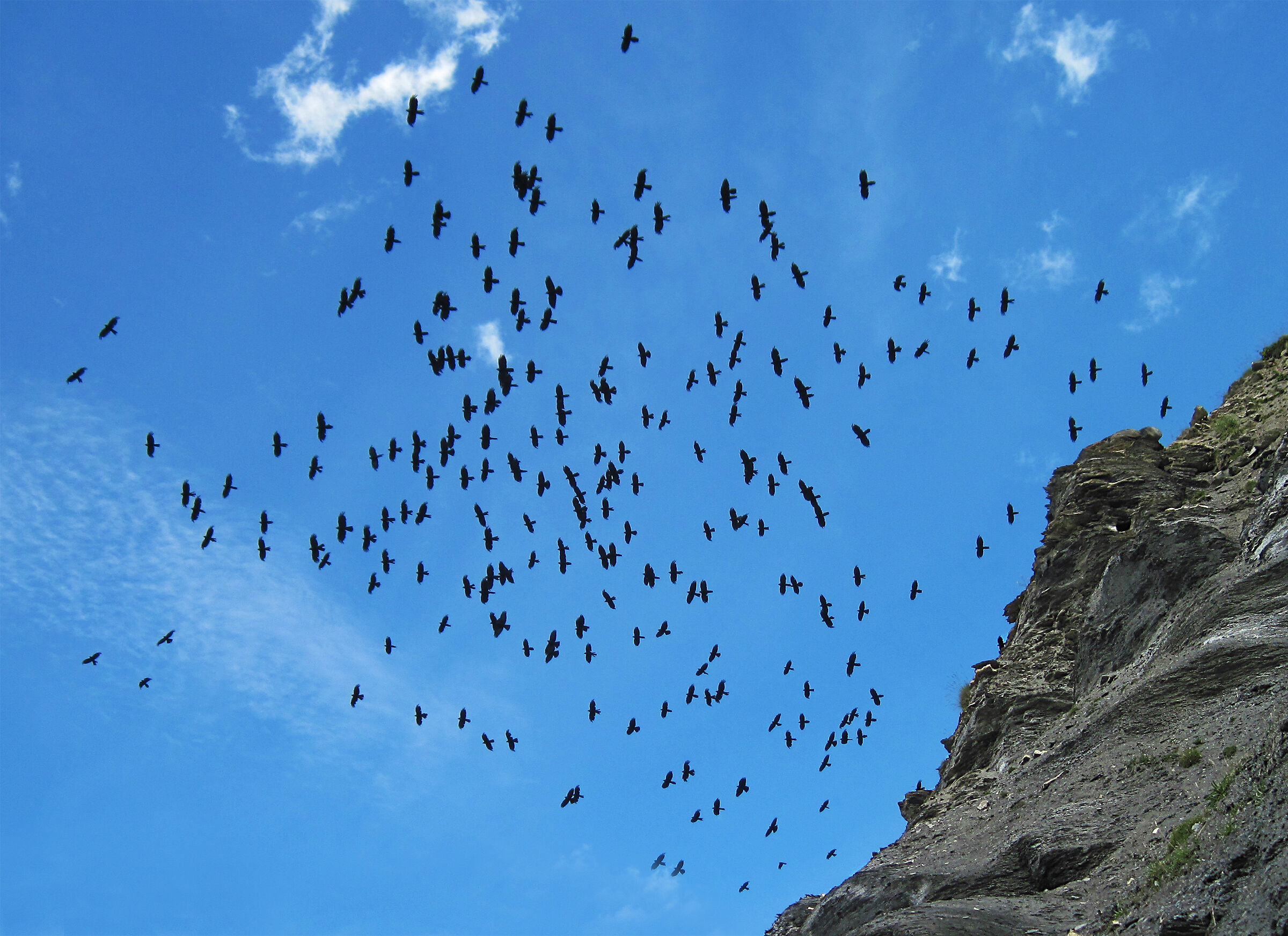 Crows flight...