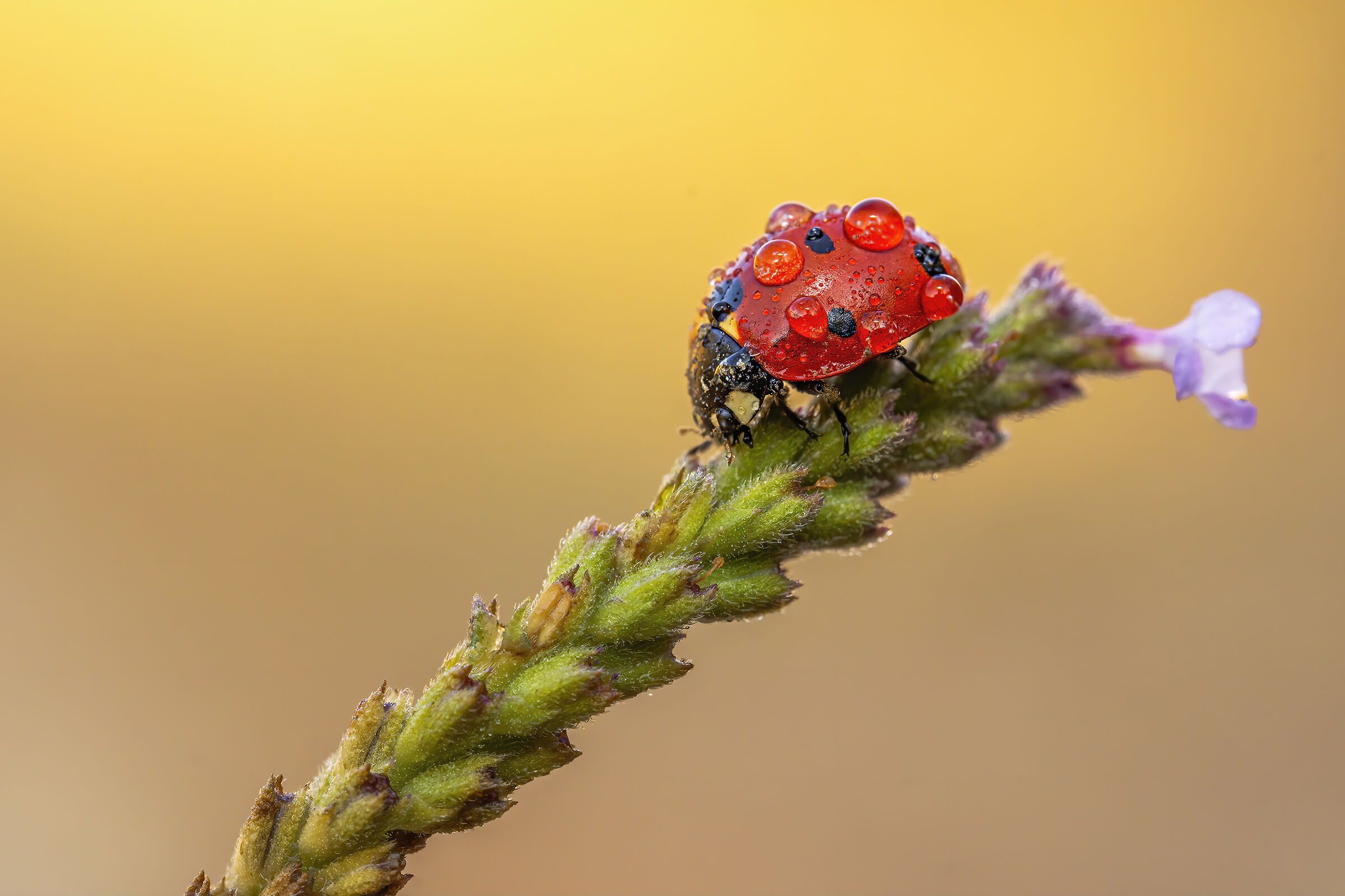 Drops & Ladybug...