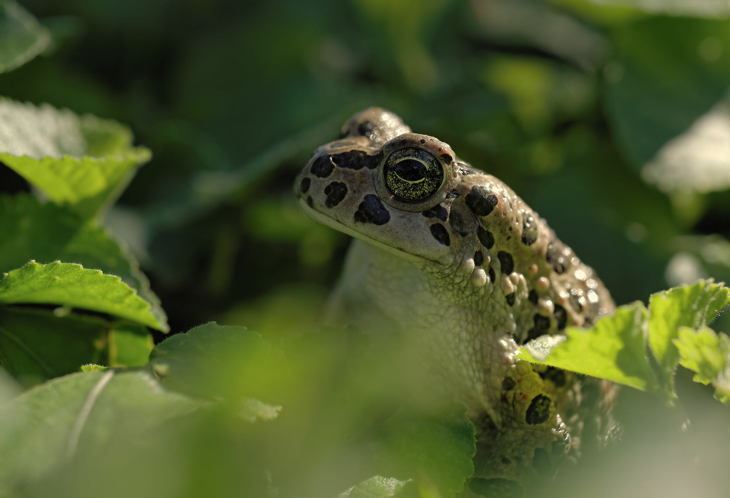 Emerald Toad...