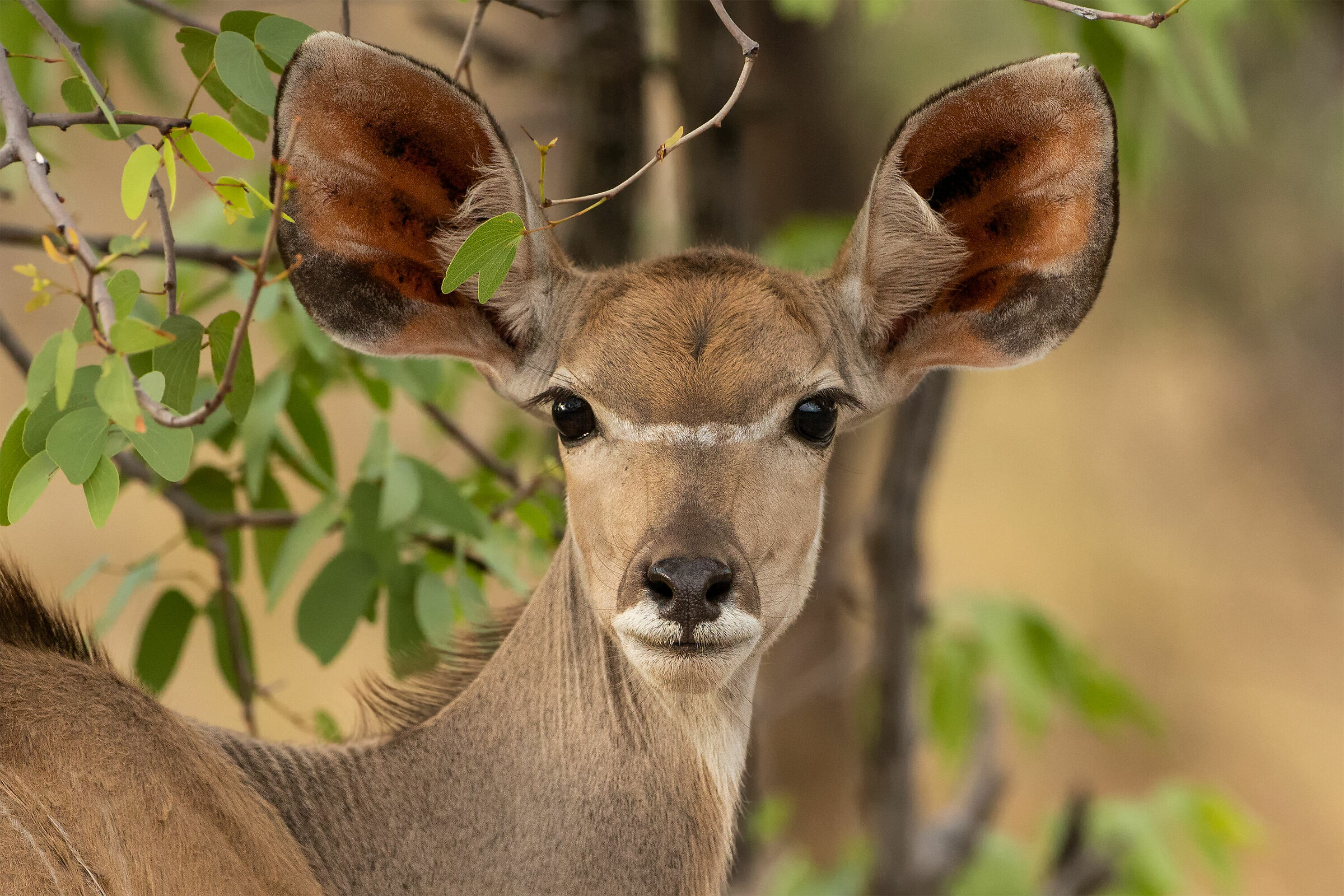 Tragelaphus strepsiceros (grande kudu)...