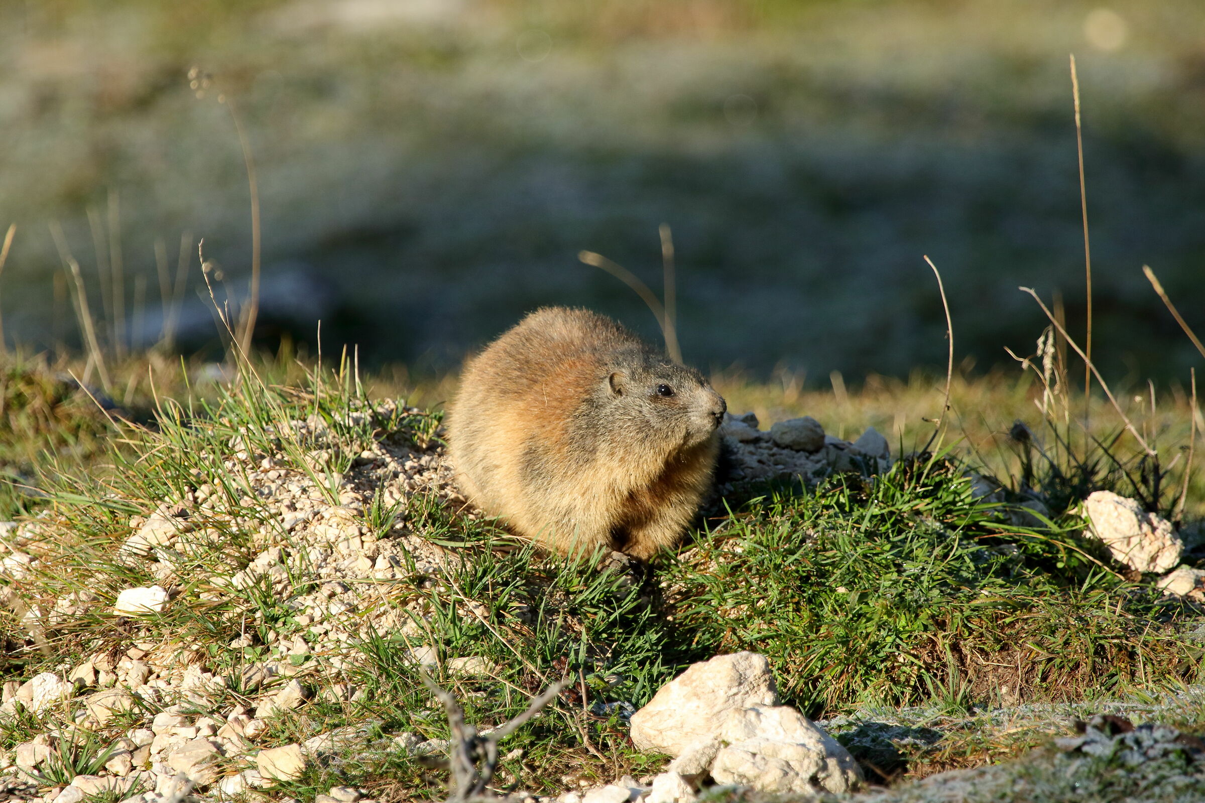 Marmot enjoys the first sun in the morning...