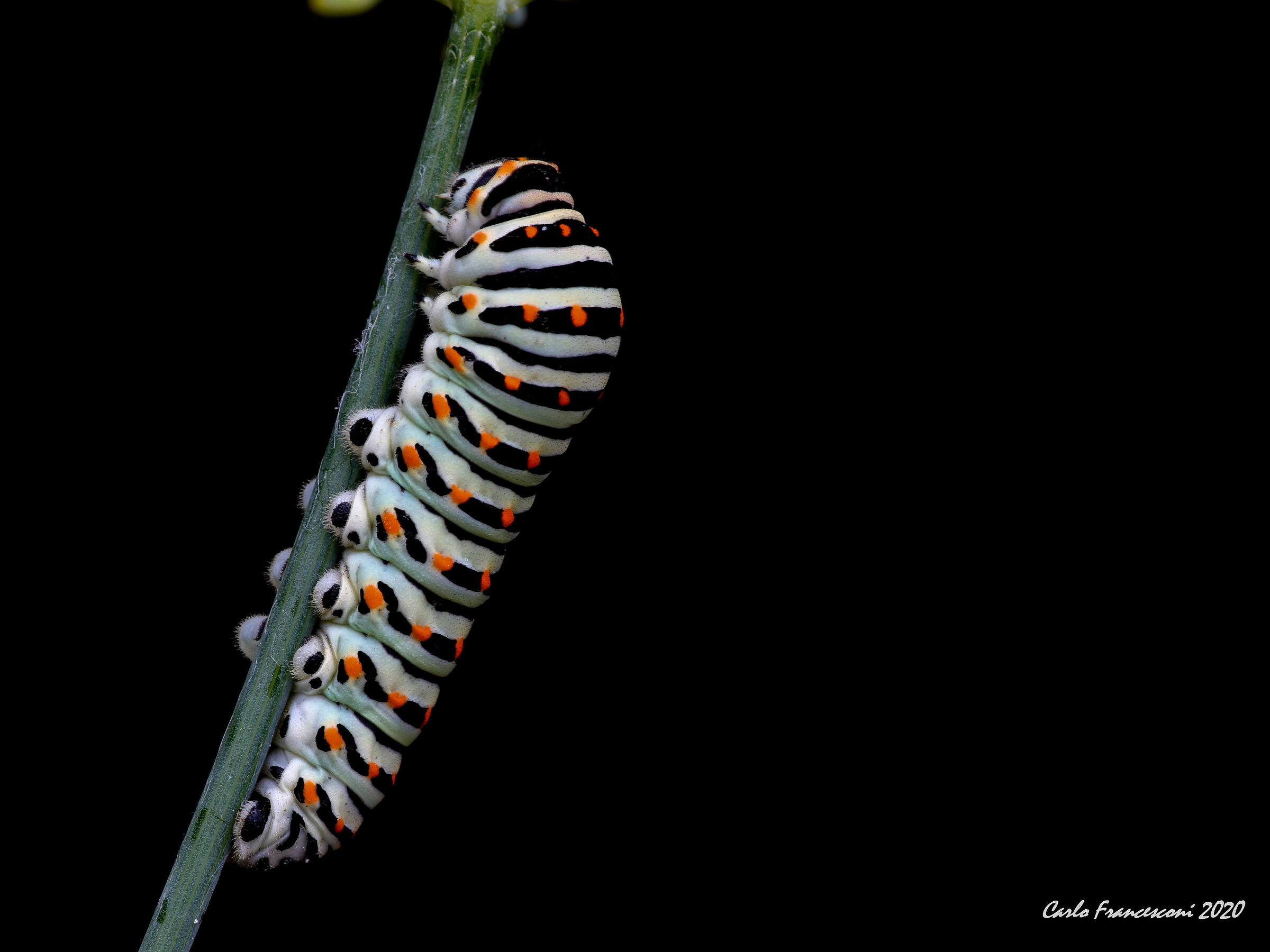 Macaone Caterpillar ...