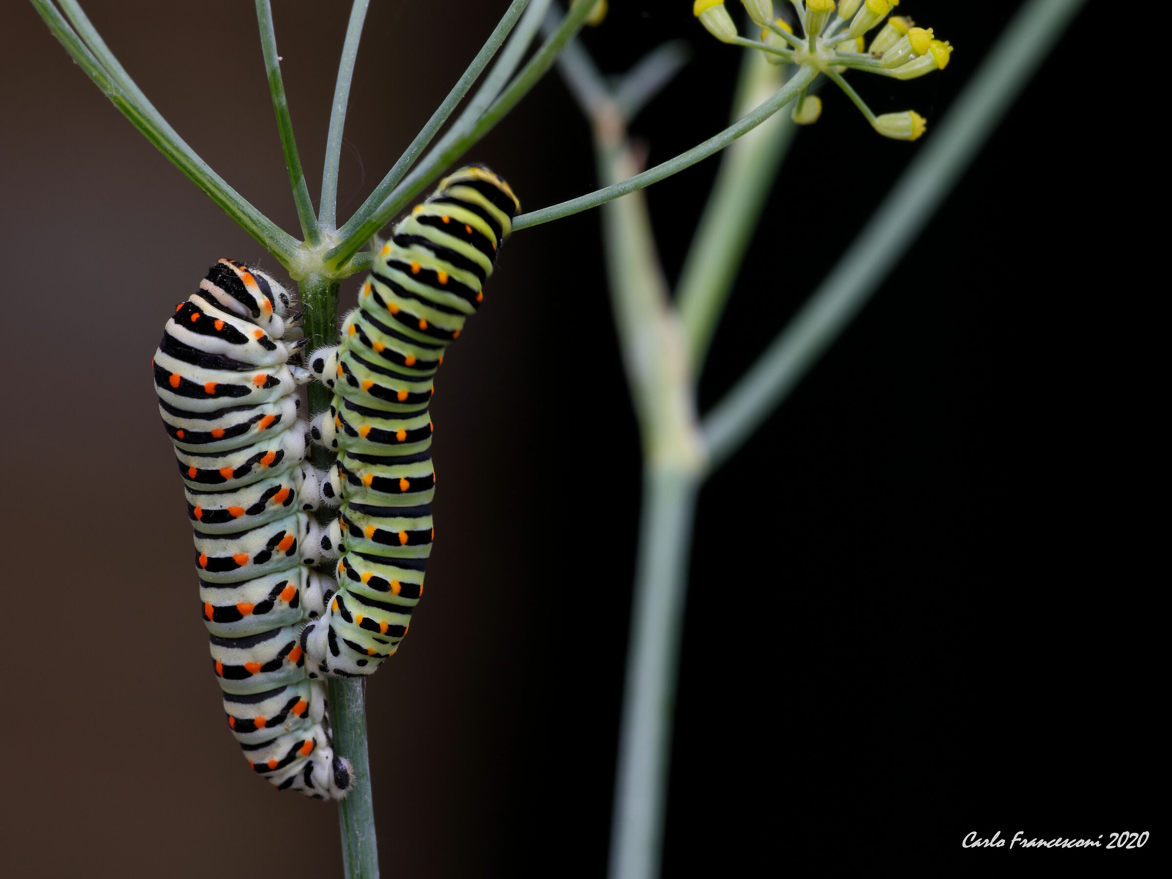 Macaone caterpillars...