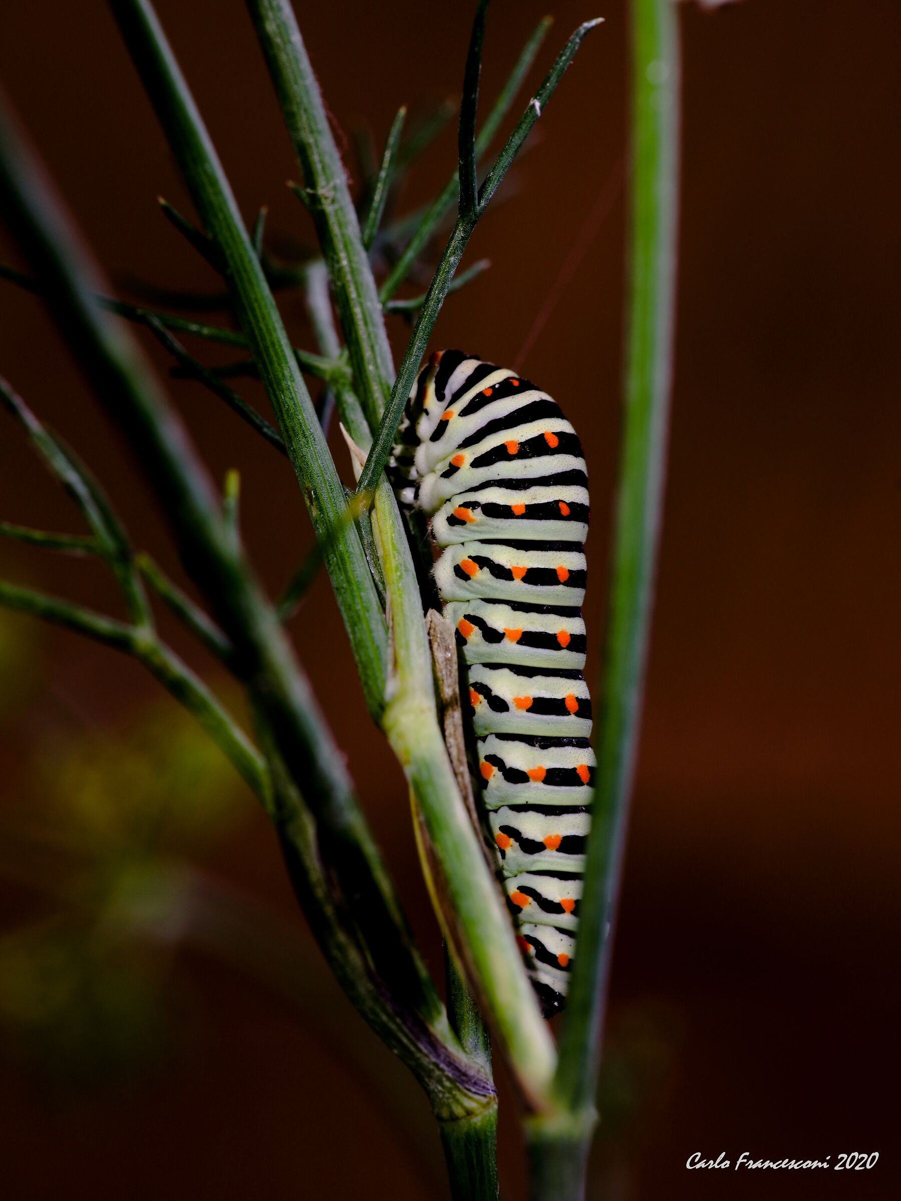 Macaone caterpillar...