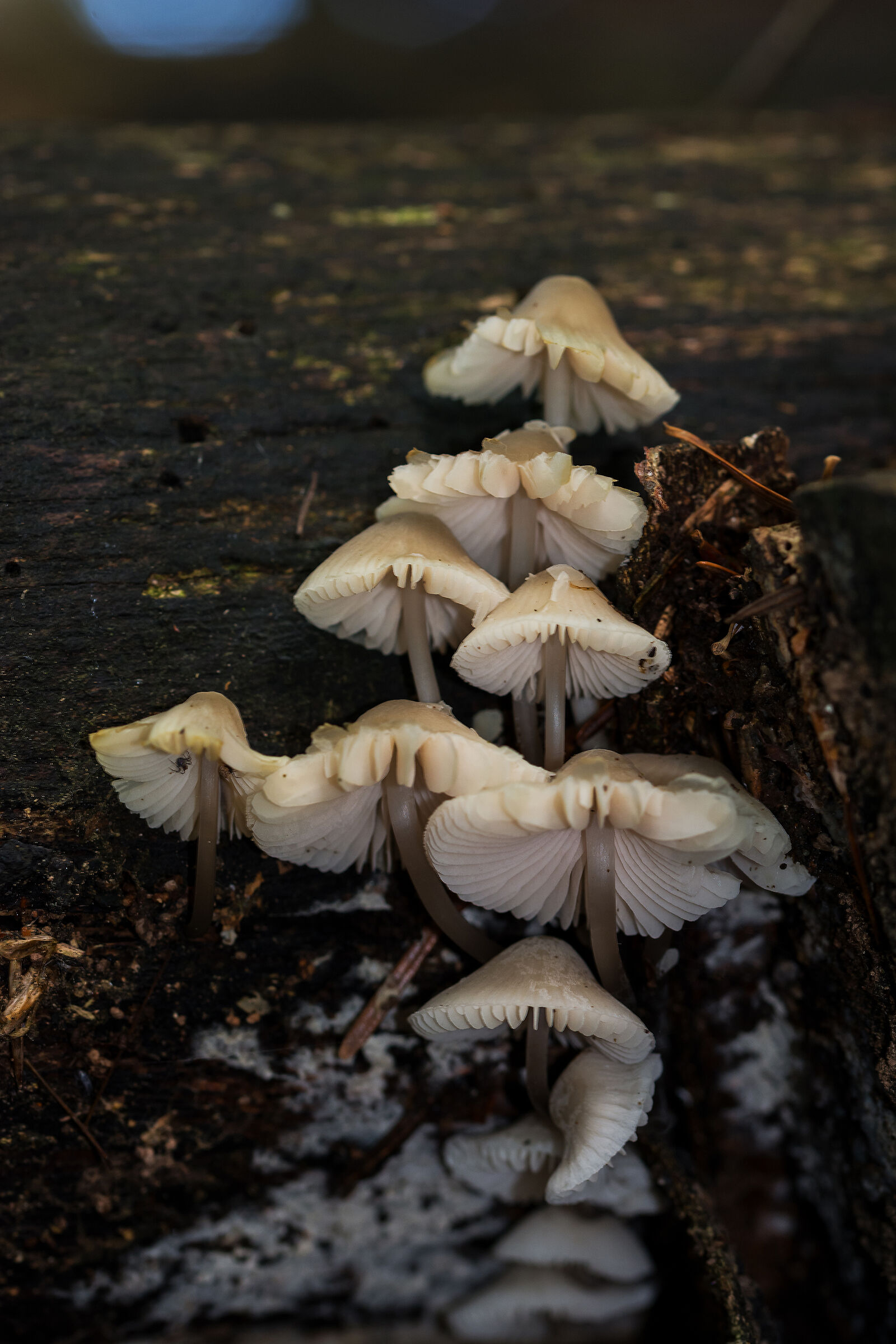 Mushrooms on wood...
