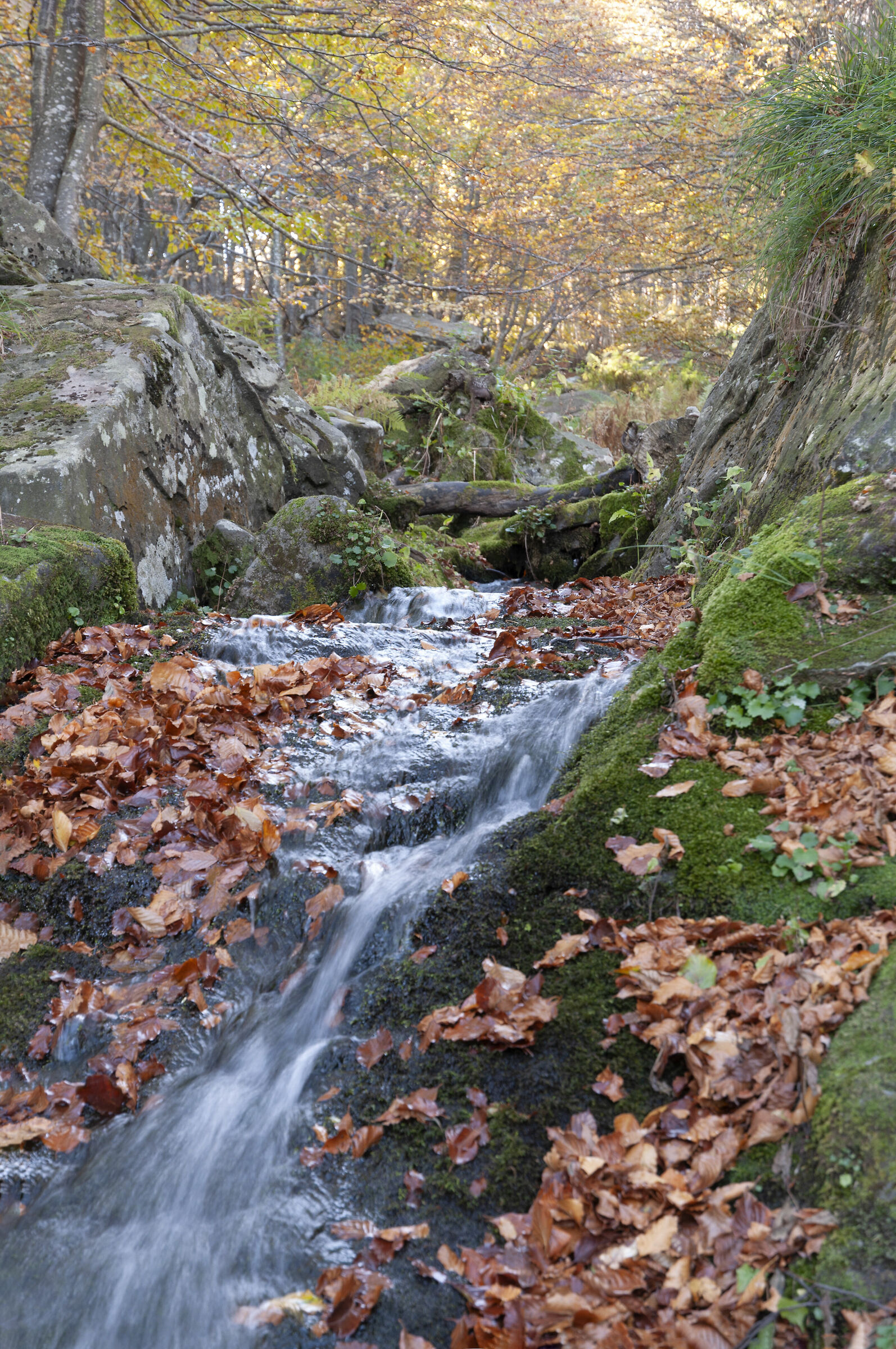 Source in the woods, park of the hundred lakes Apennine tos...