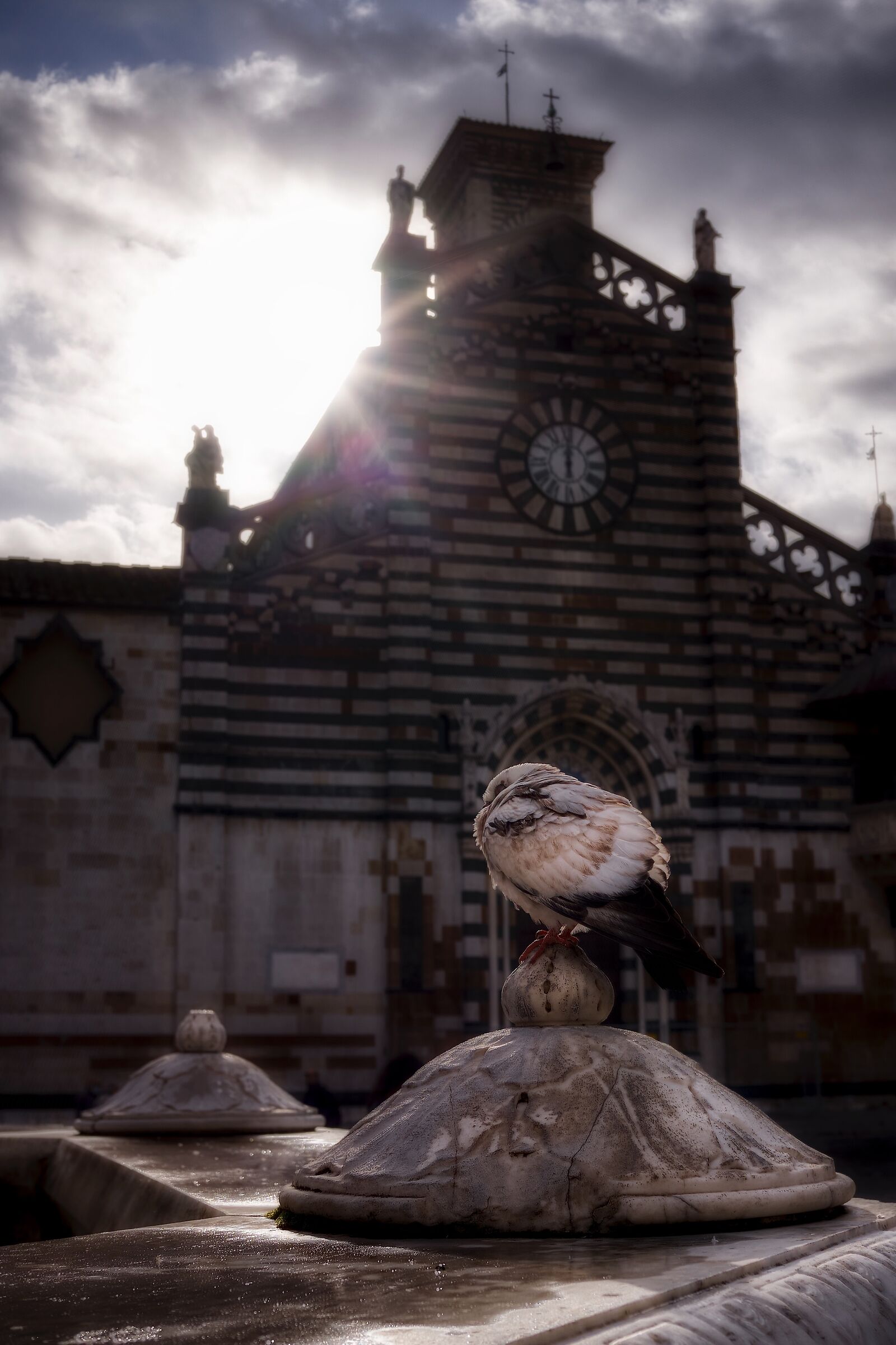 Duomo di Prato e piccione...