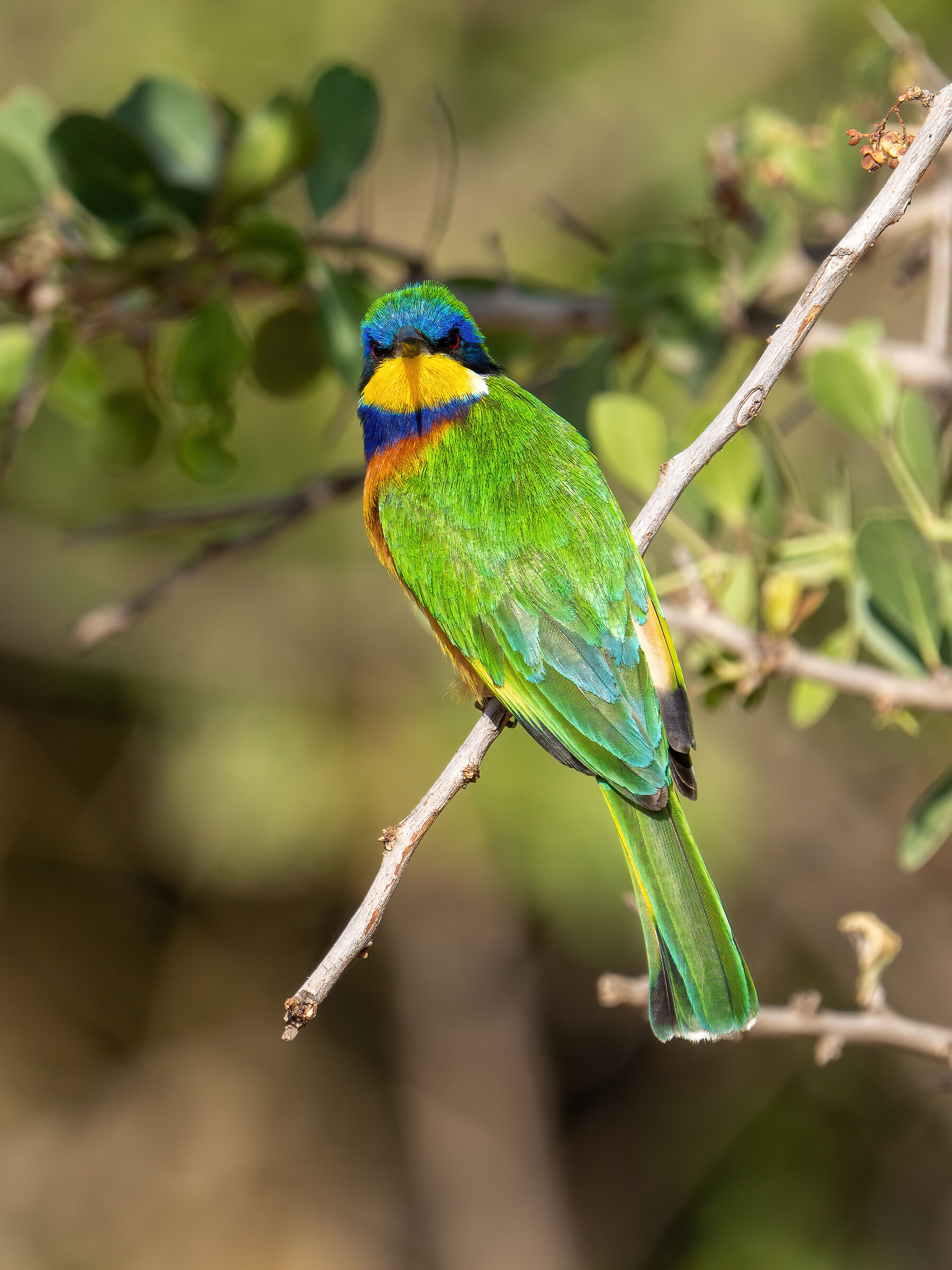 Blue-breasted bee-eater...