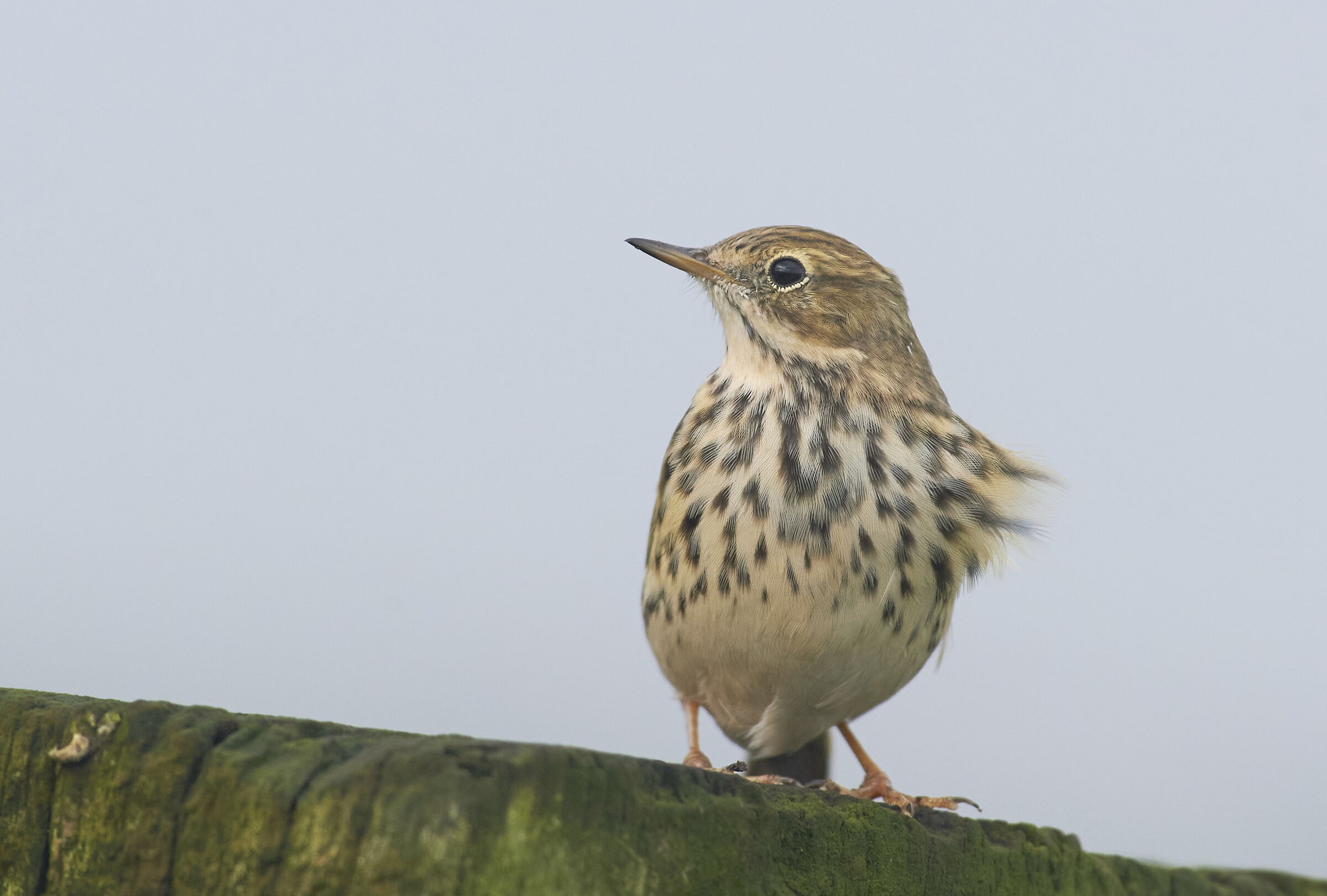 Meadow Pipit...