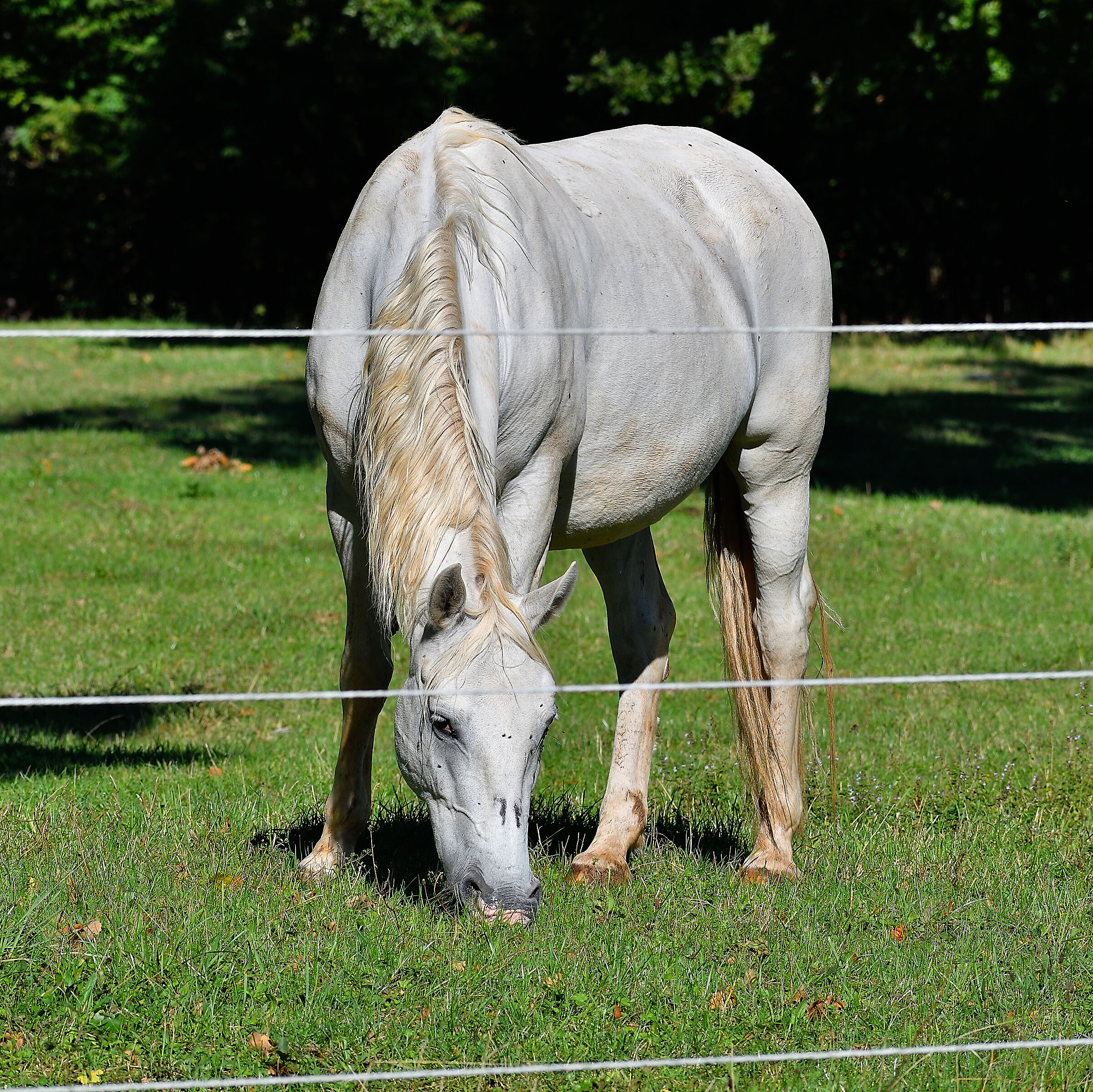 Lipid horse, behind the fence...