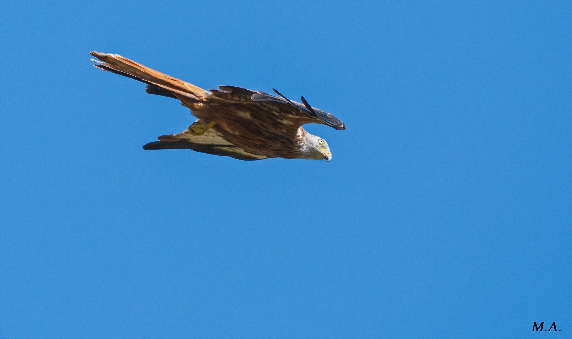 Real kite in flight...