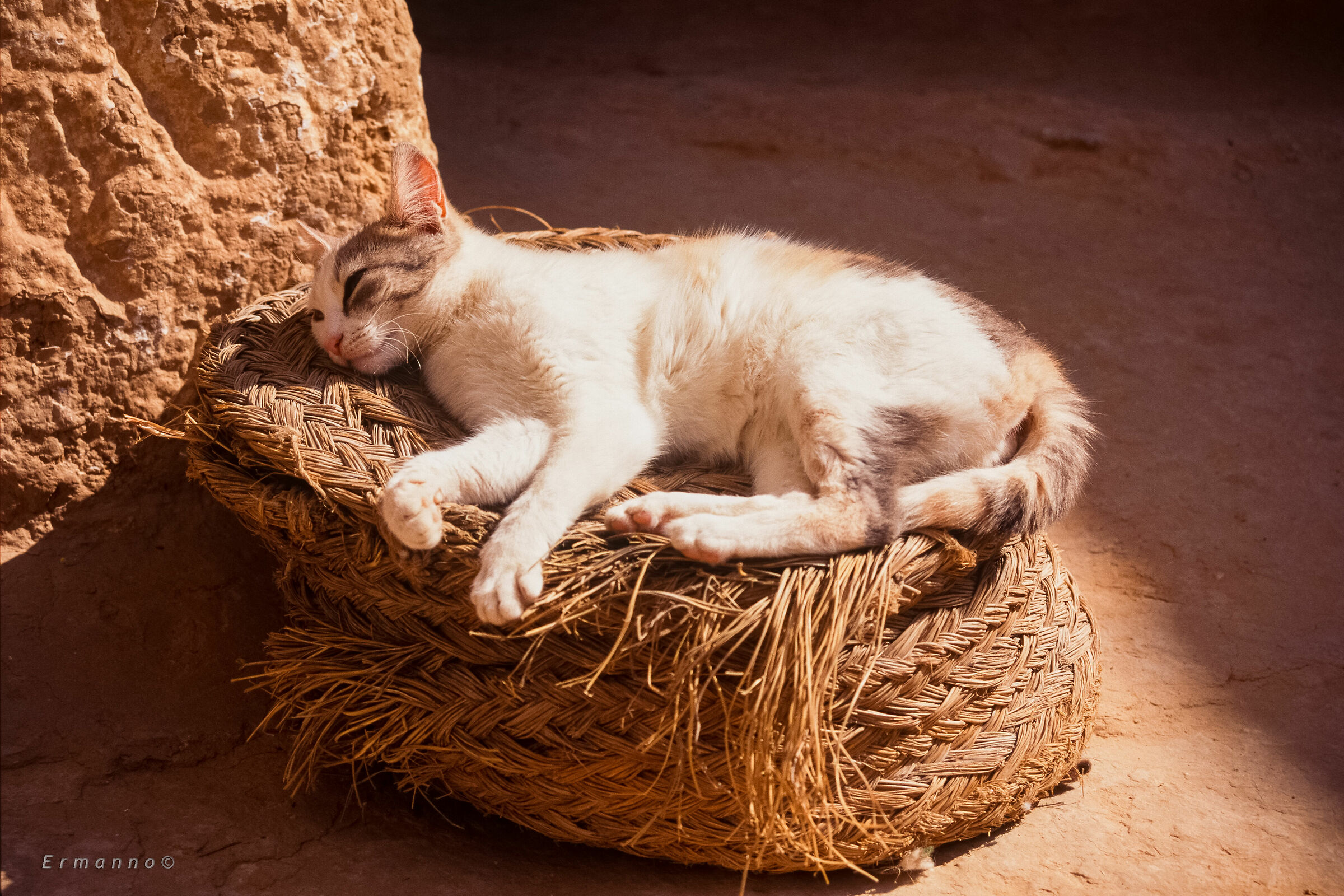 Tunisian kitten...