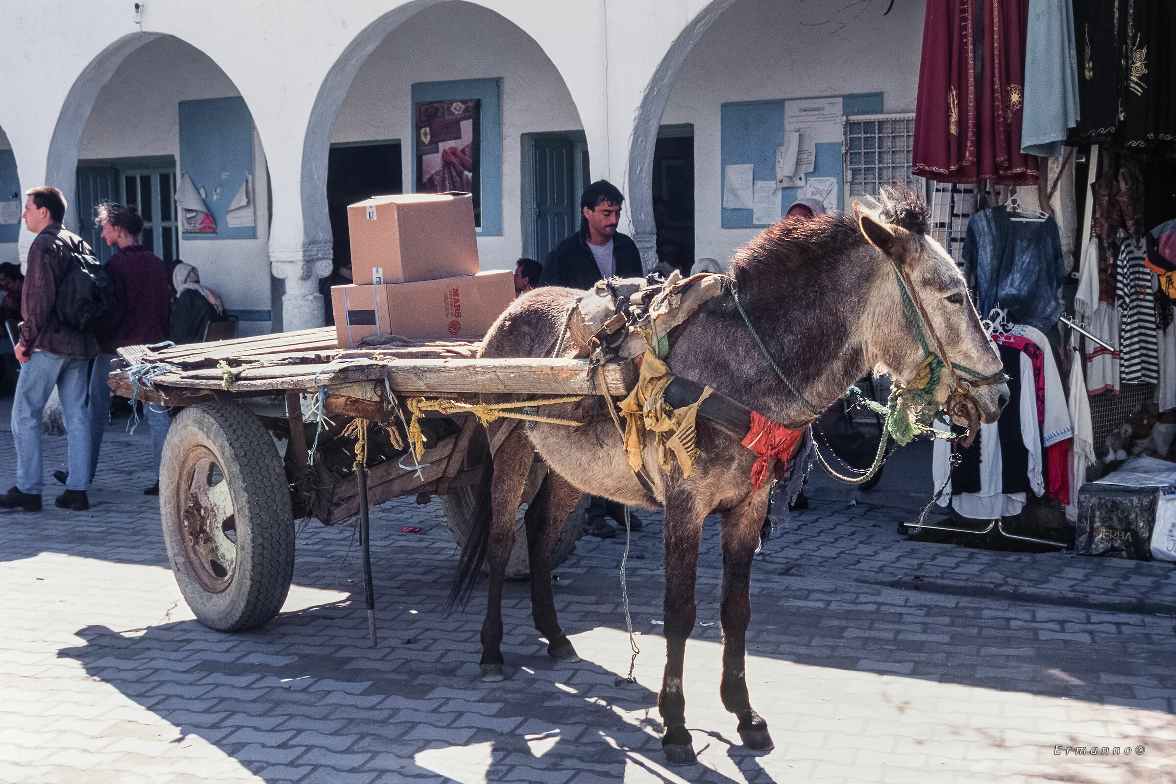 Tunisian donkey...