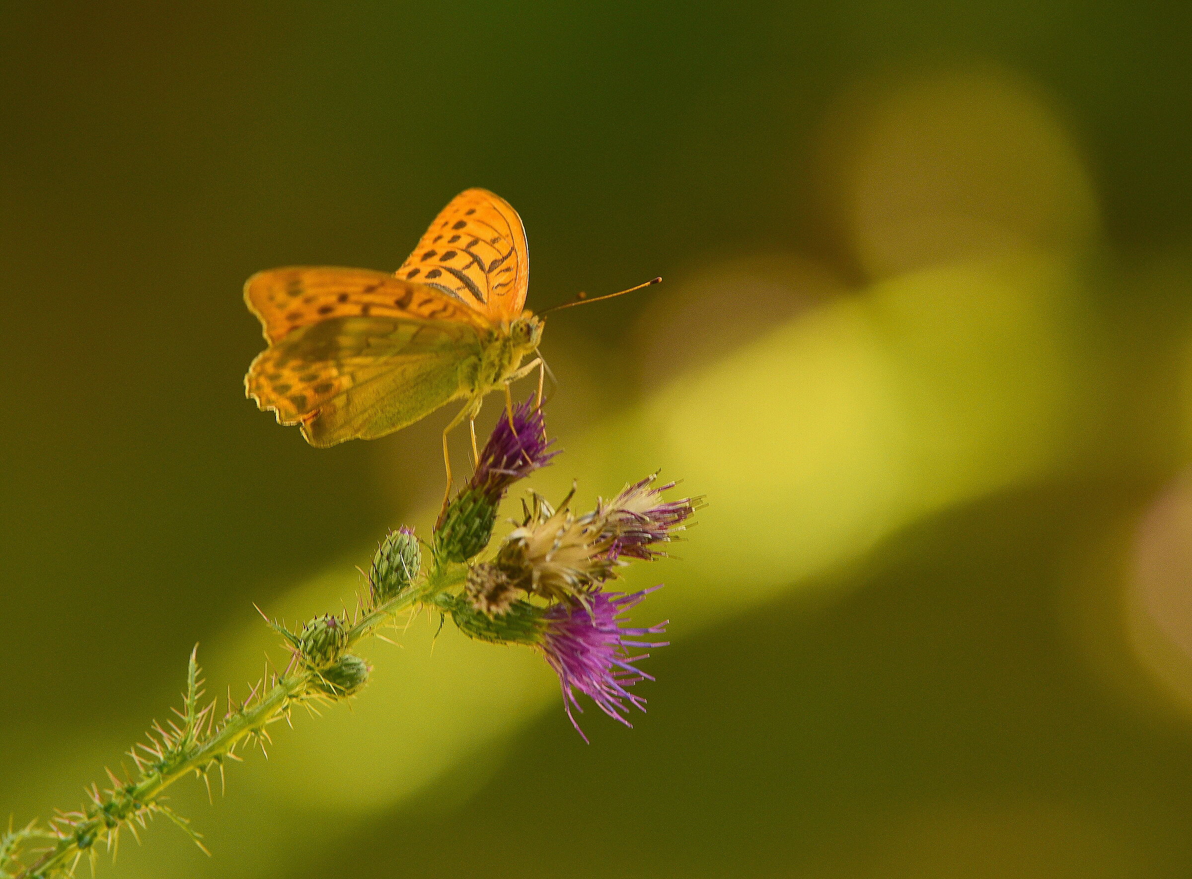 butterfly on thistle flowers...