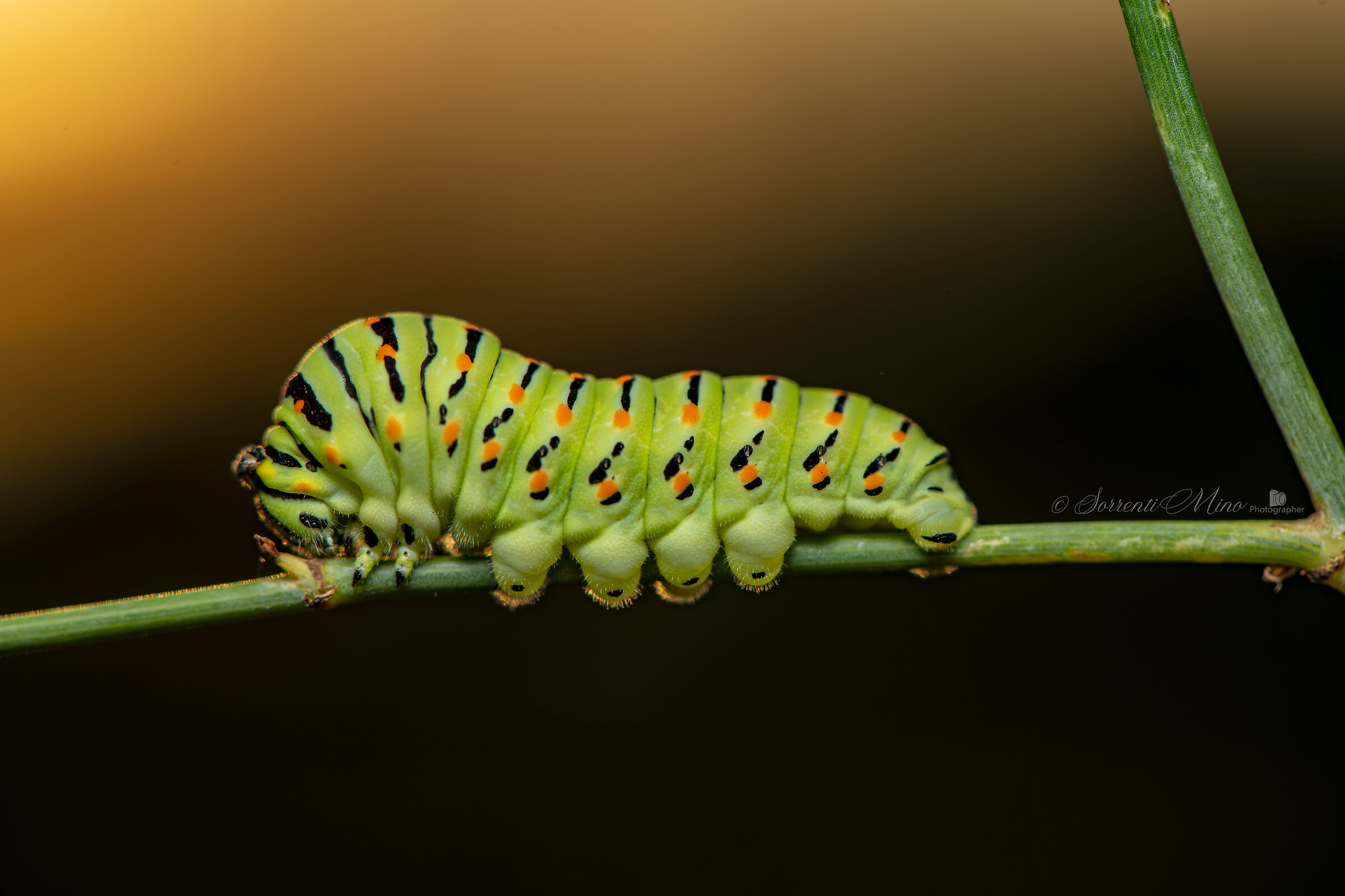 Macaone caterpillar!...