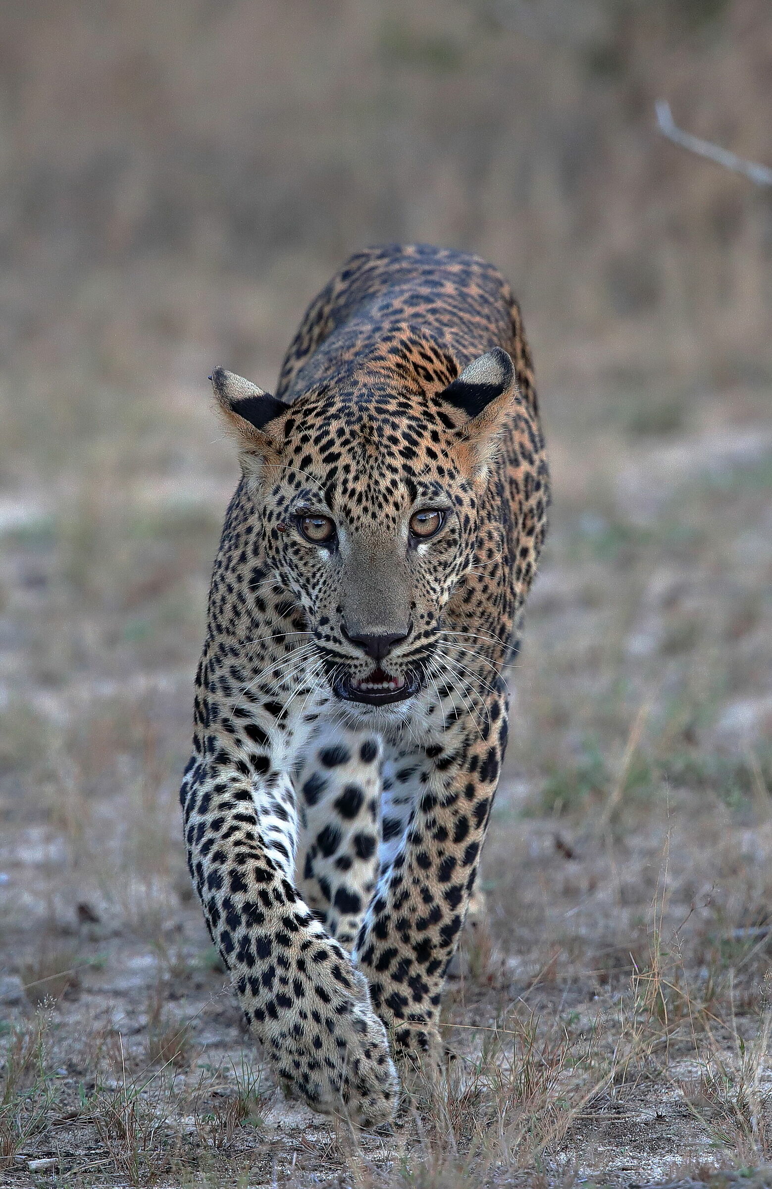 cucciolo di leopardo, curioso ...