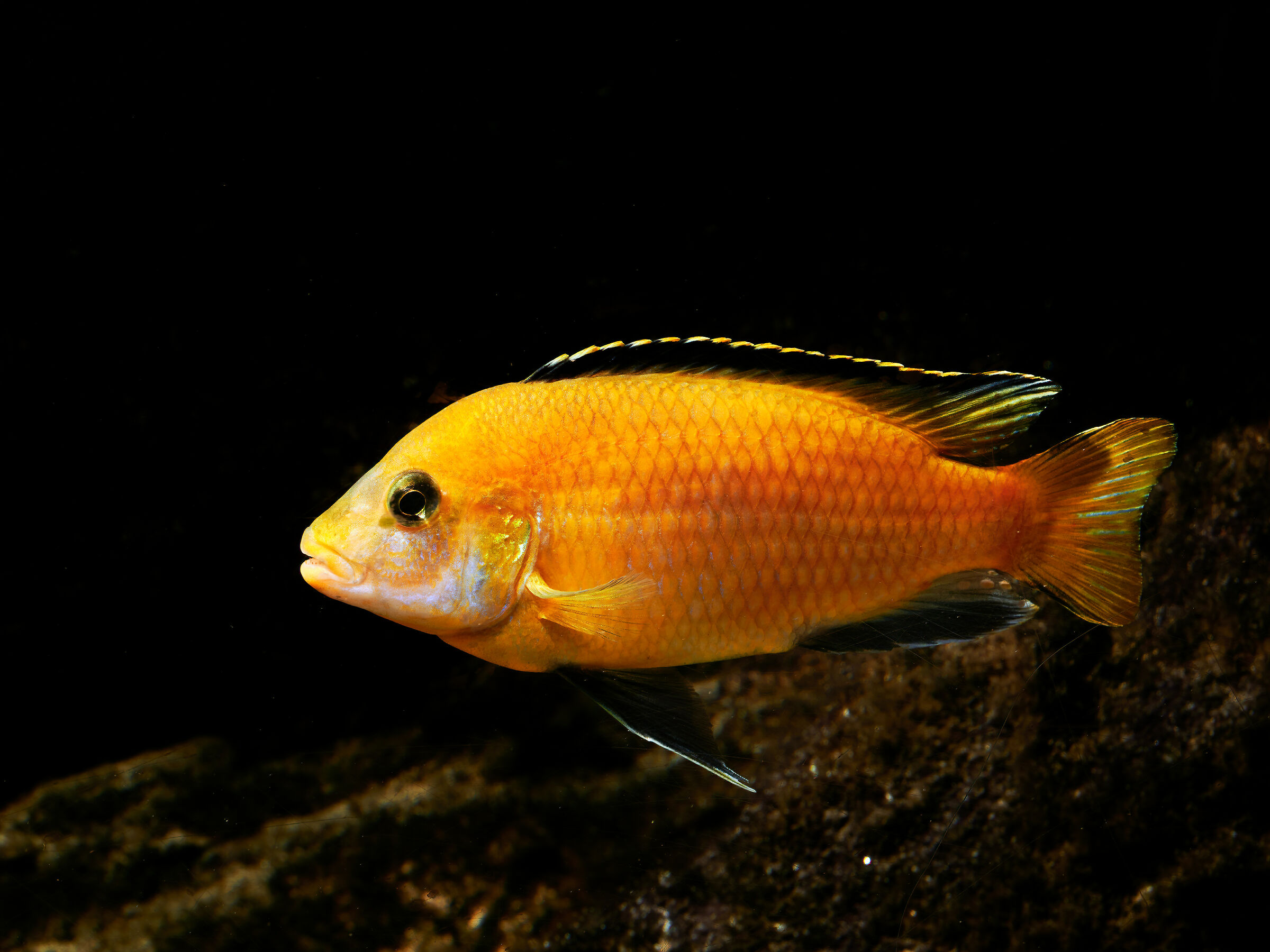 Labidochromis Caeruleus...